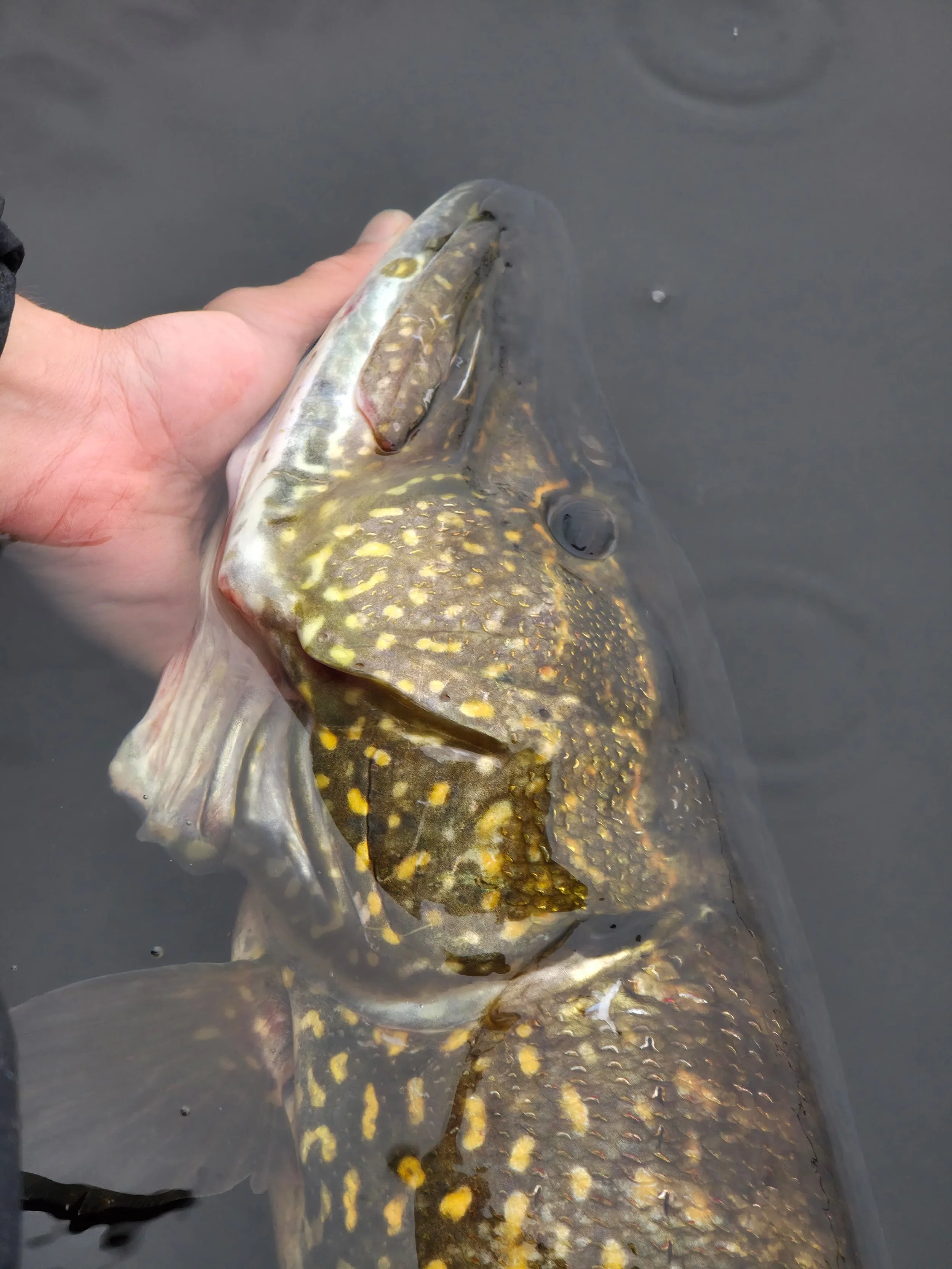 pike head, pêcheur brochet esox lucius