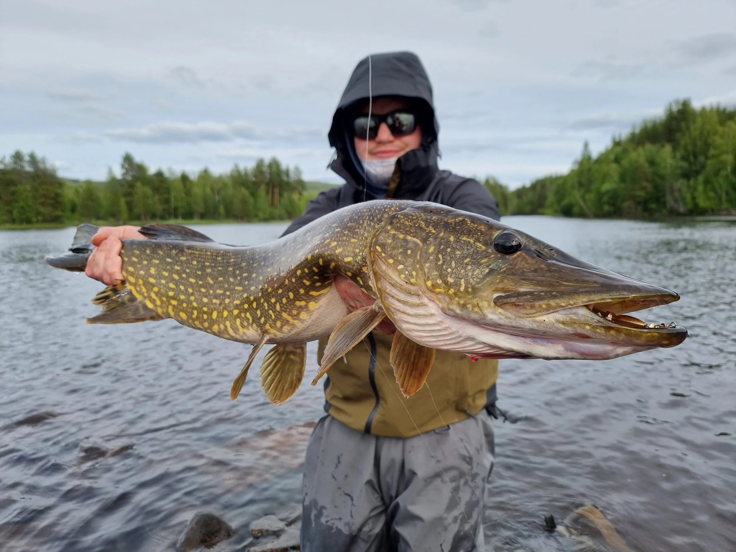brochet de rivière en wading, lapland river pike