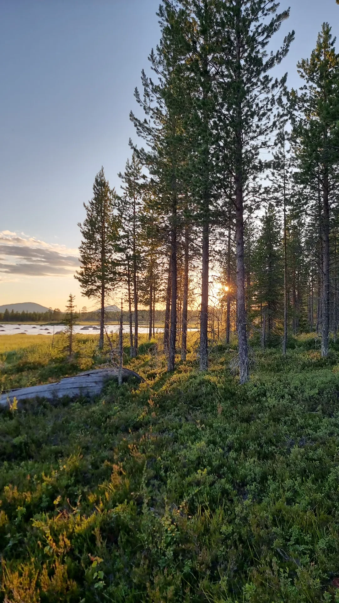 forêt suède laponie renne, swedish lapland forest reindeer