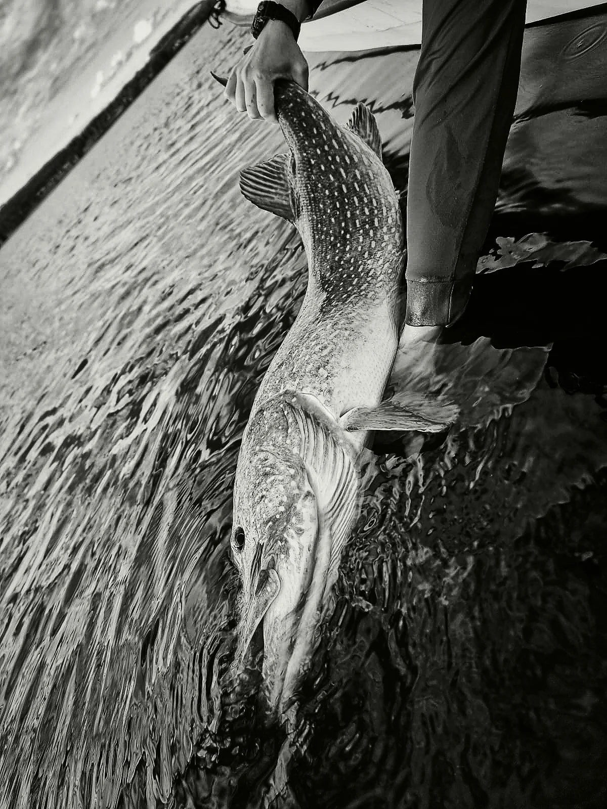 Pike-Lapland-FishingCamp