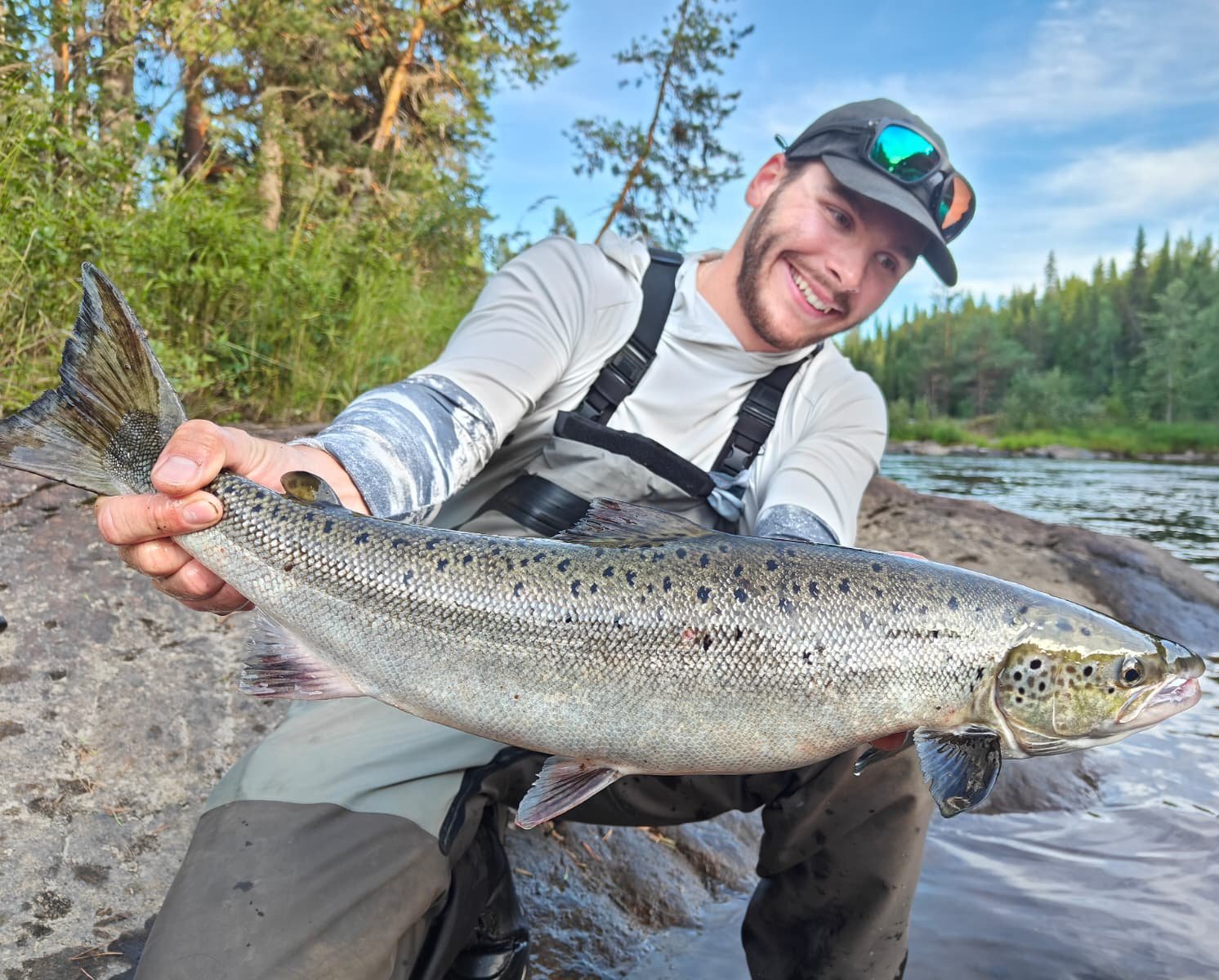 saumon rivière, lax river swedish lapland salmo salar