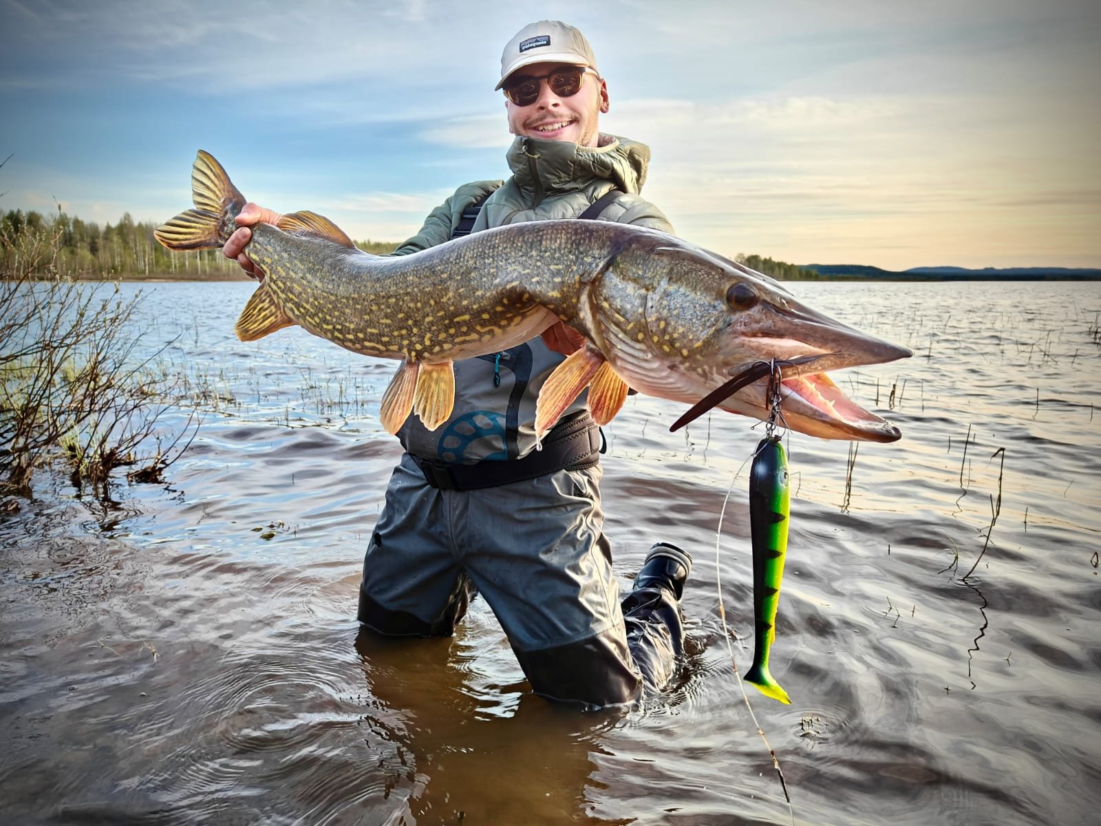 brochet au shad, pike from shore