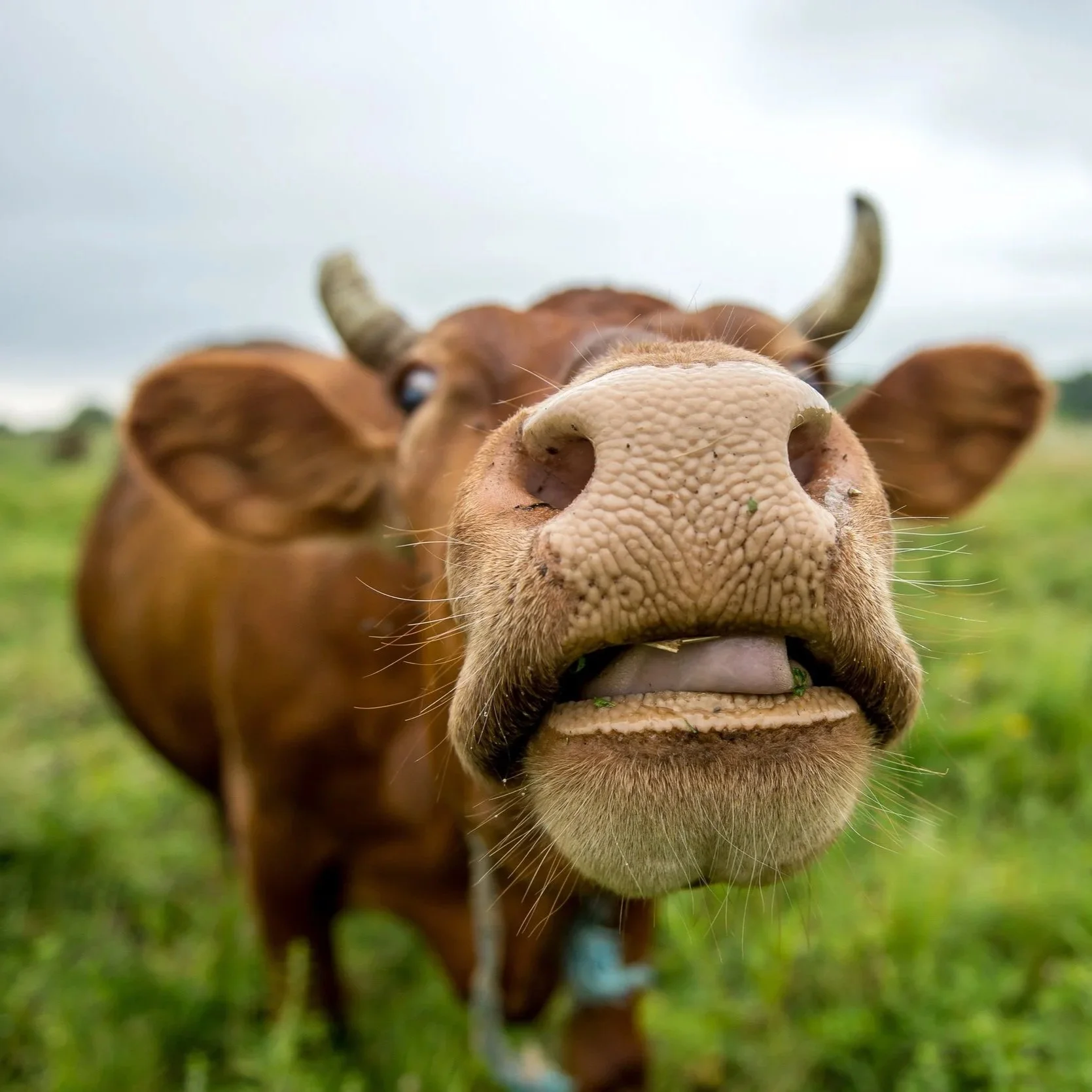 Beef?