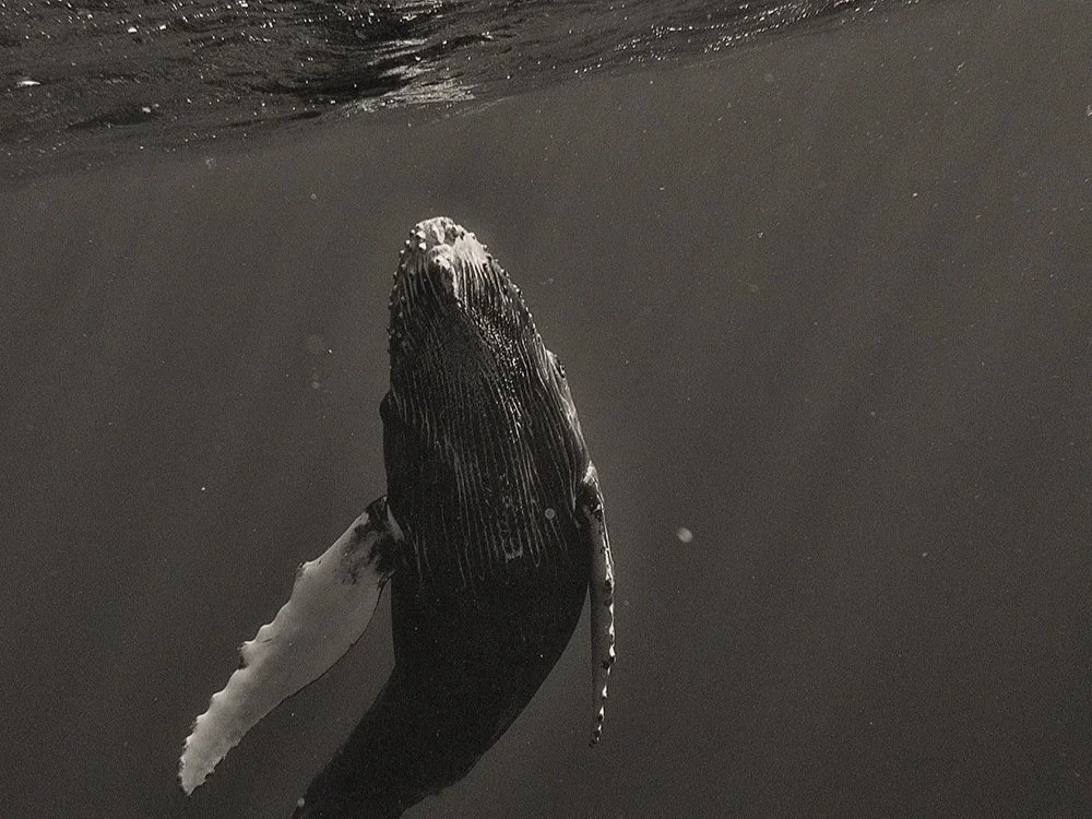 Private Whale Watching Charter