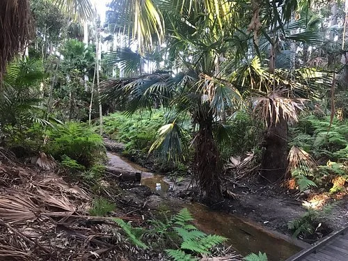 Tropical rainforest with lush green trees, ferns, and a small stream.
