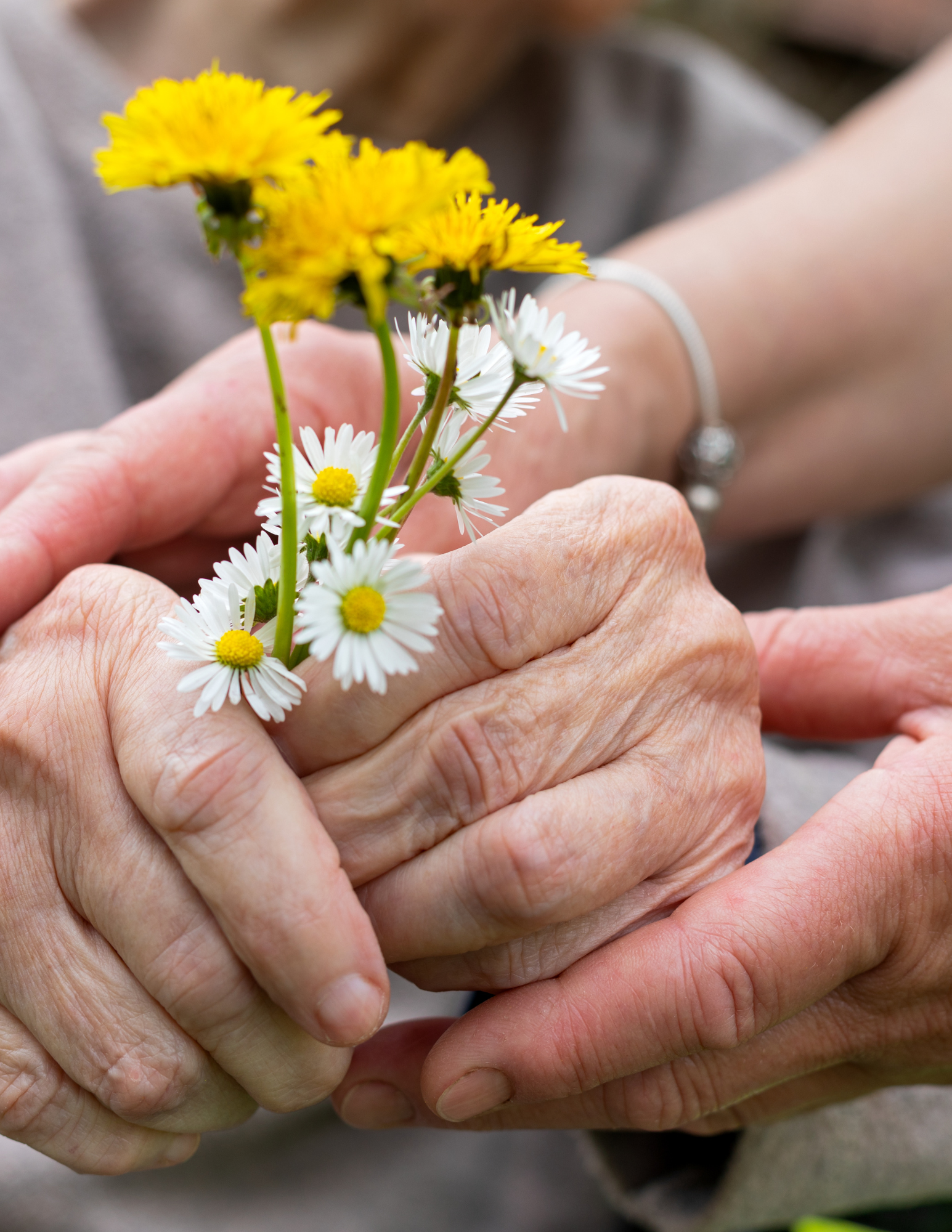 Close-up of elderly hands holding a small bouquet of yellow and white daisies.