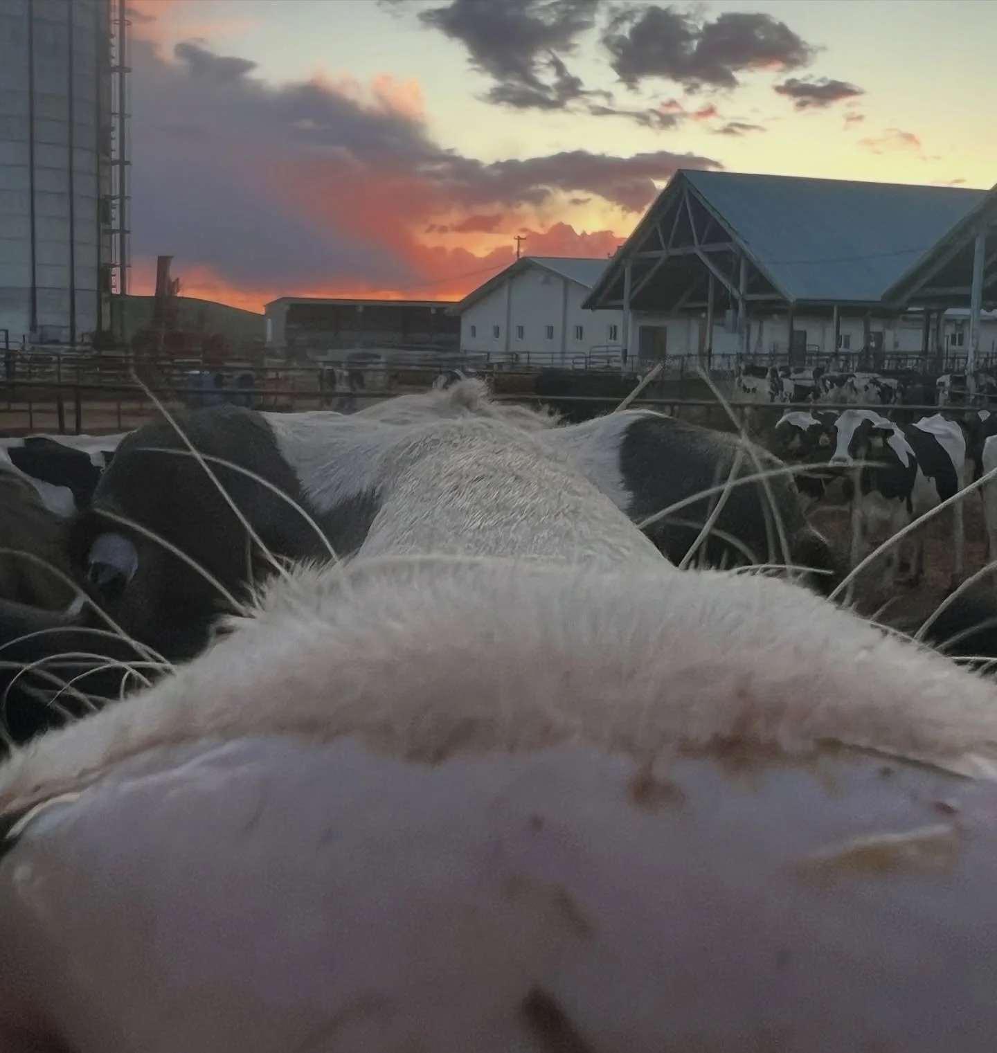 Did you know that Original AI offers a variety of services for many different species? Stop by our website today to see if we have a service that suits your species-specific needs!

🐄

🐐

🐑

🐎

🐇

#agriculture #ag #livestock #AI #artificialinsem