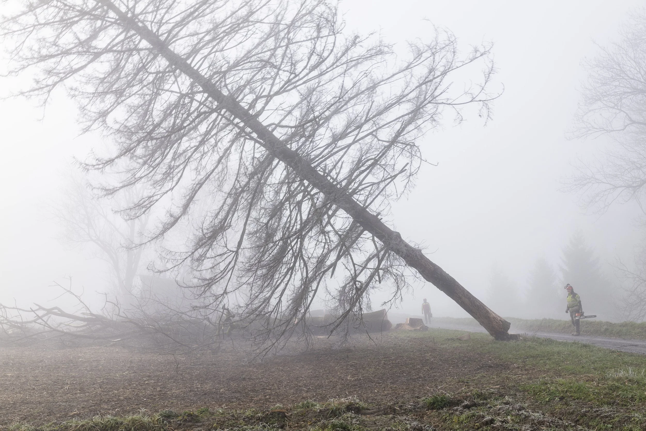 Holzfällen im Riet. 2025