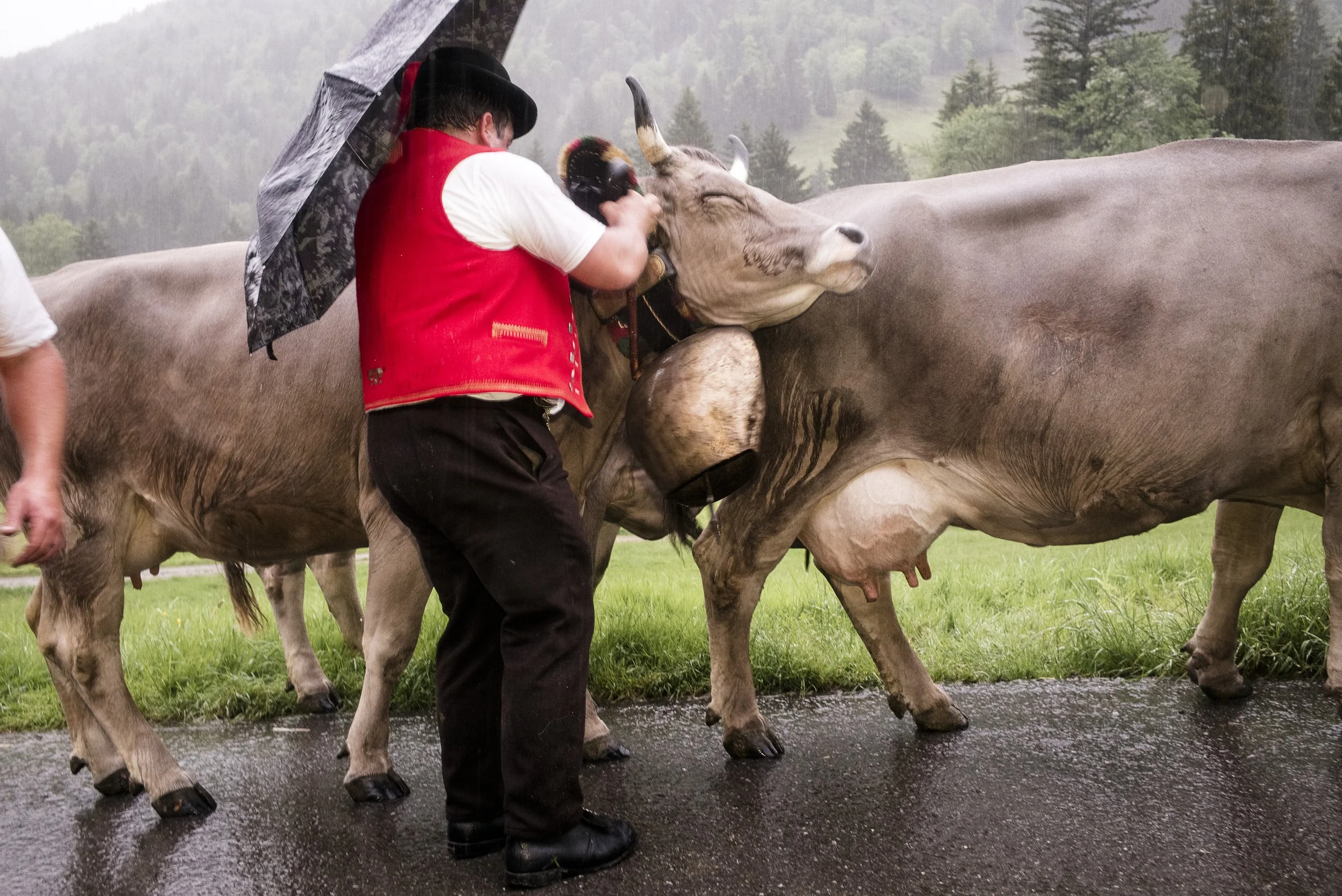 Alpaufzug im Appenzellerland. 2014.