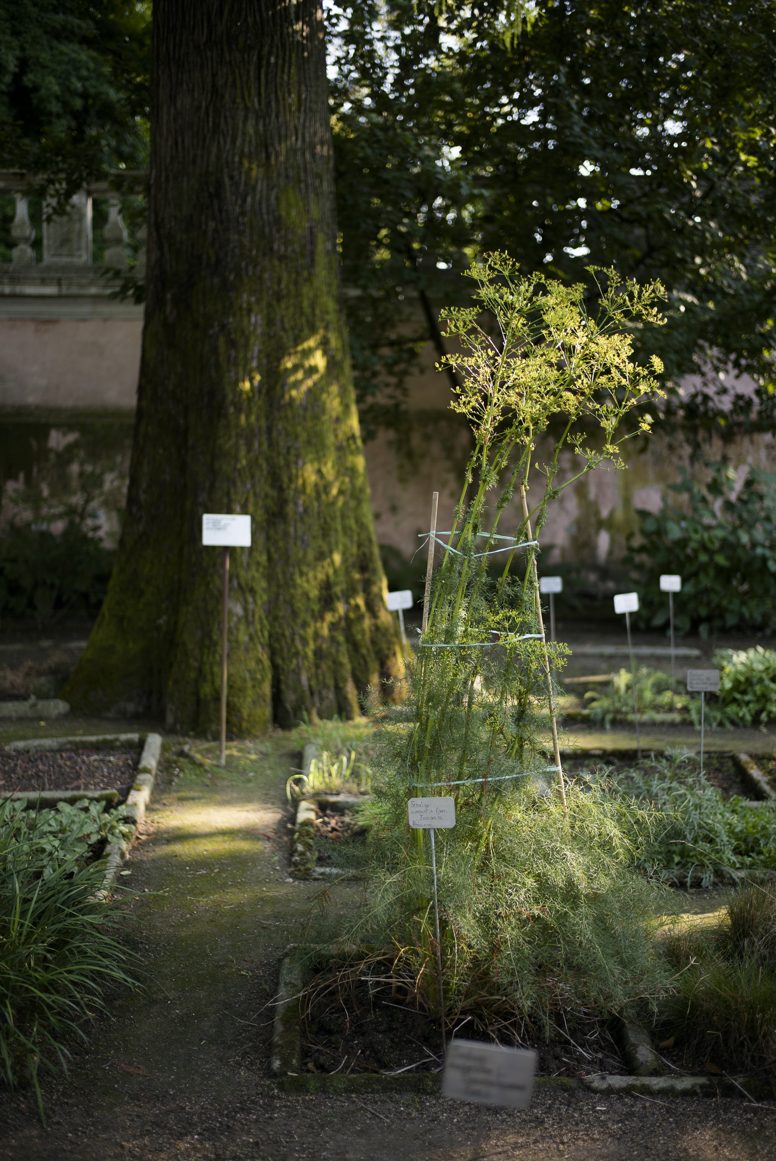 Orto botanico Padova. 2016.
