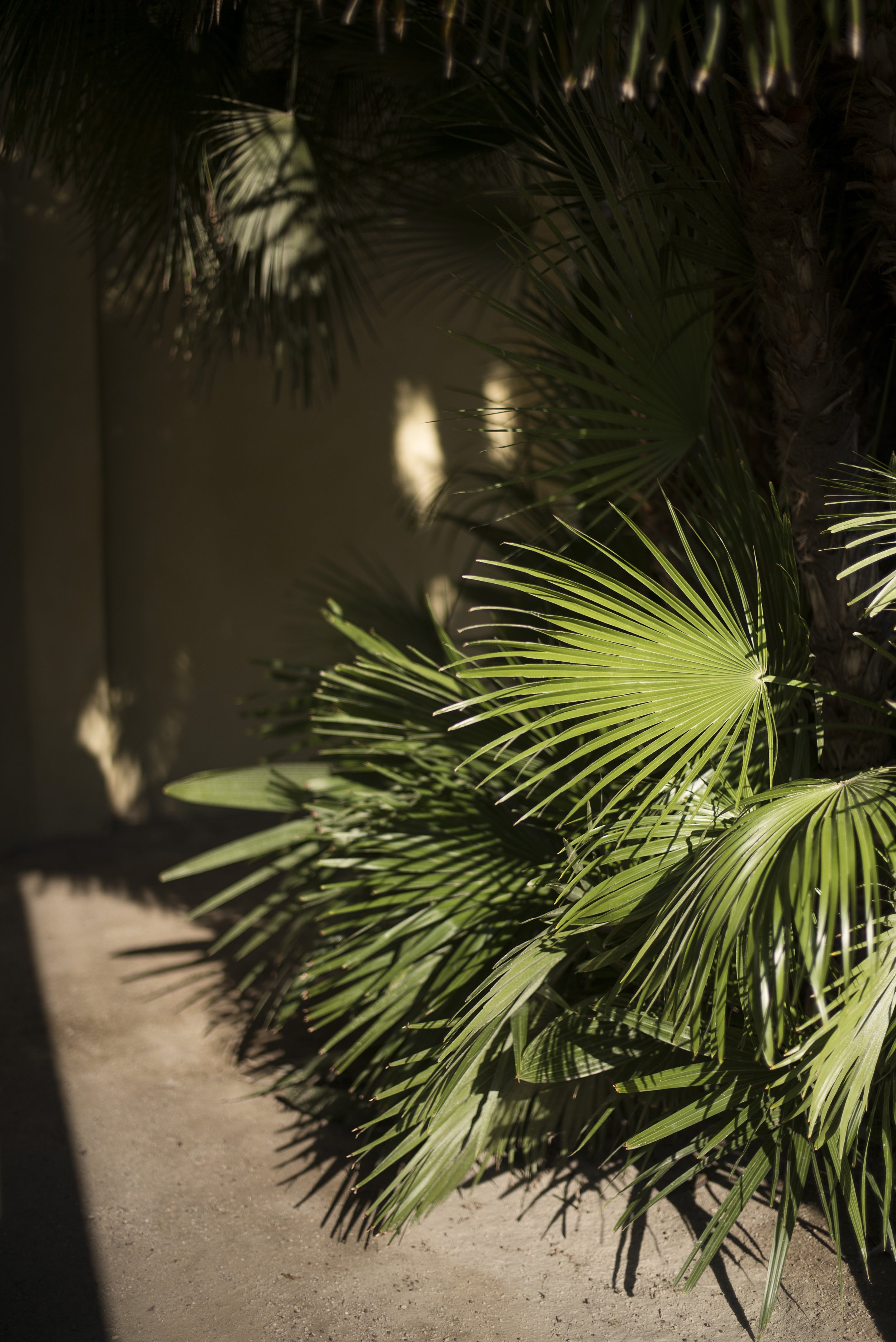 Orto botanico Padova. Die Goethe Palme. 2016.