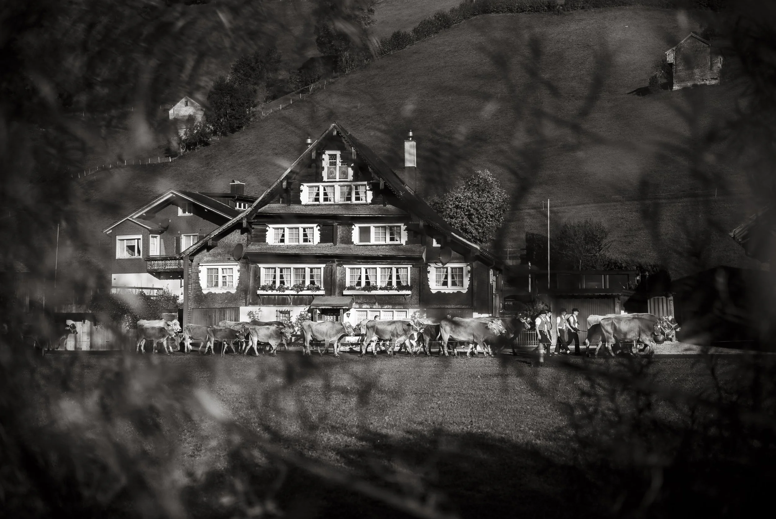Viehschau in Alt St. Johann. 2015.