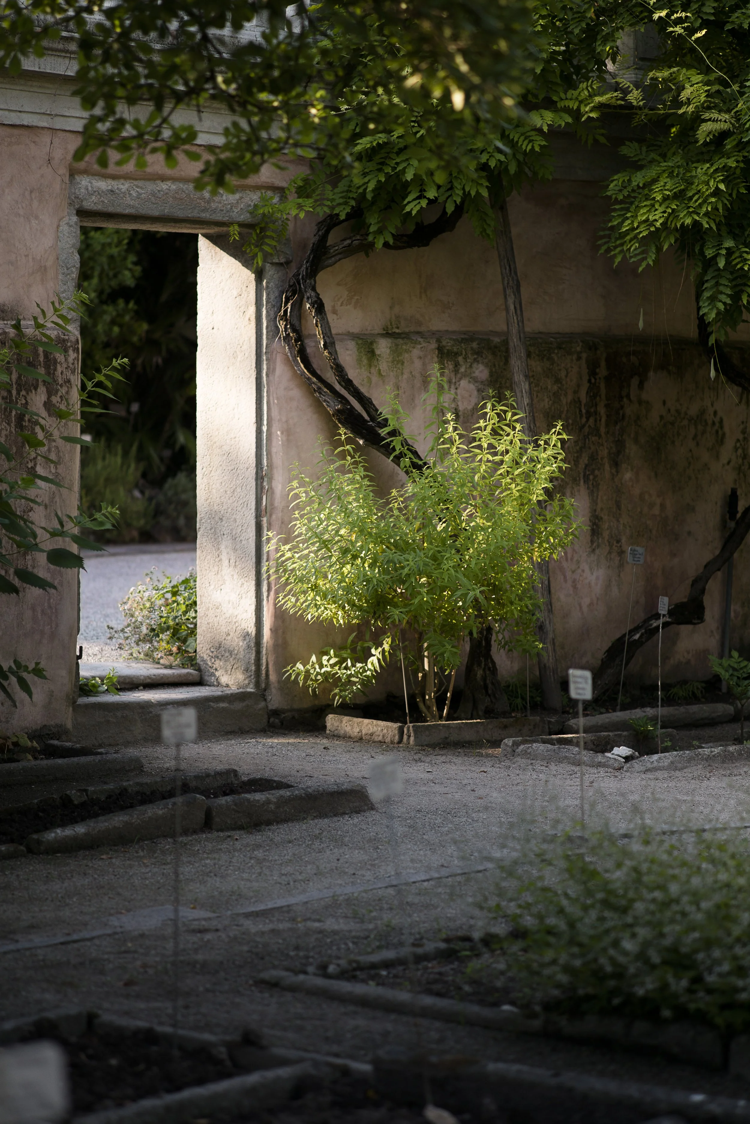 Orto botanico Padova###