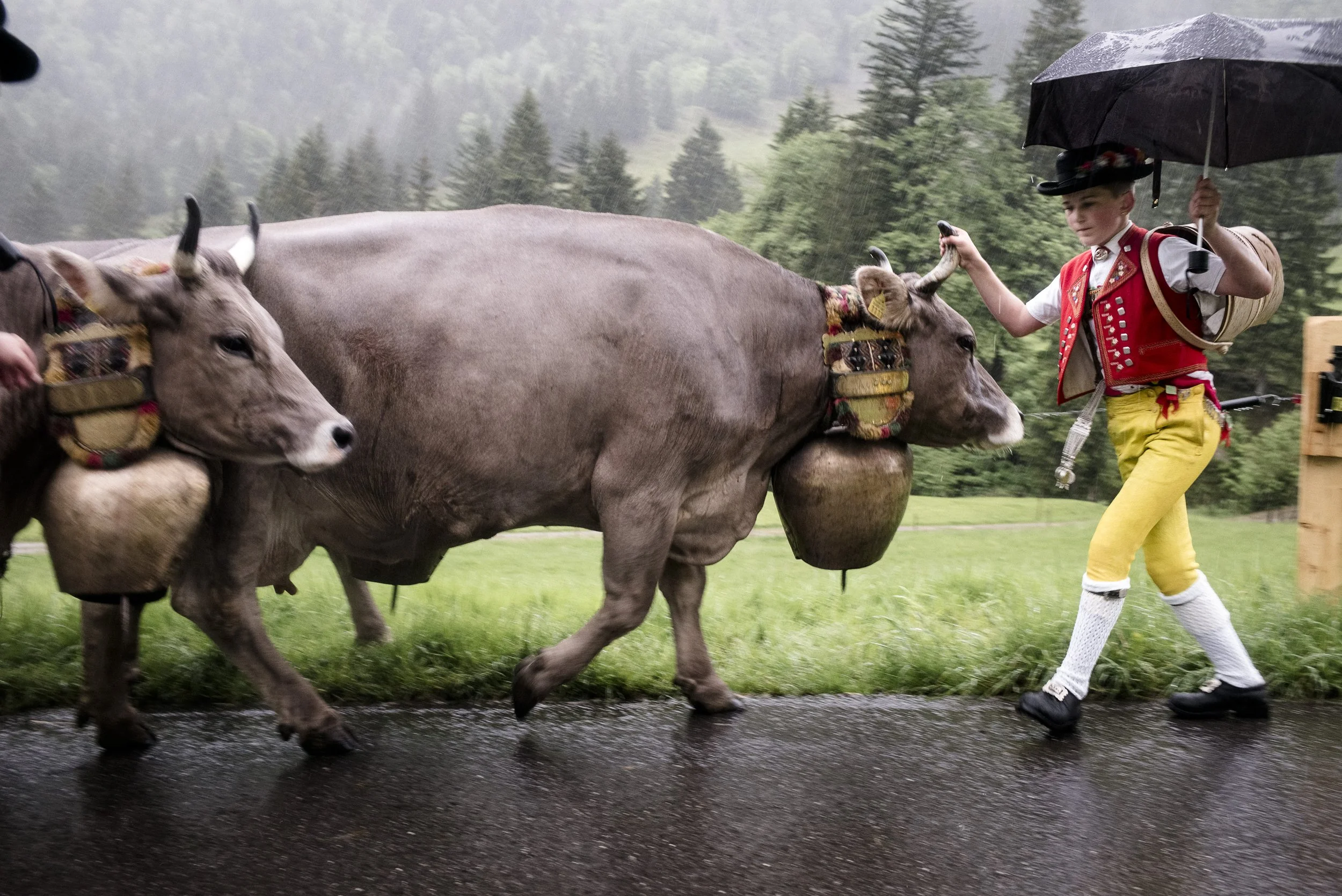 Alpaufzug im Appenzellerland. 2014.