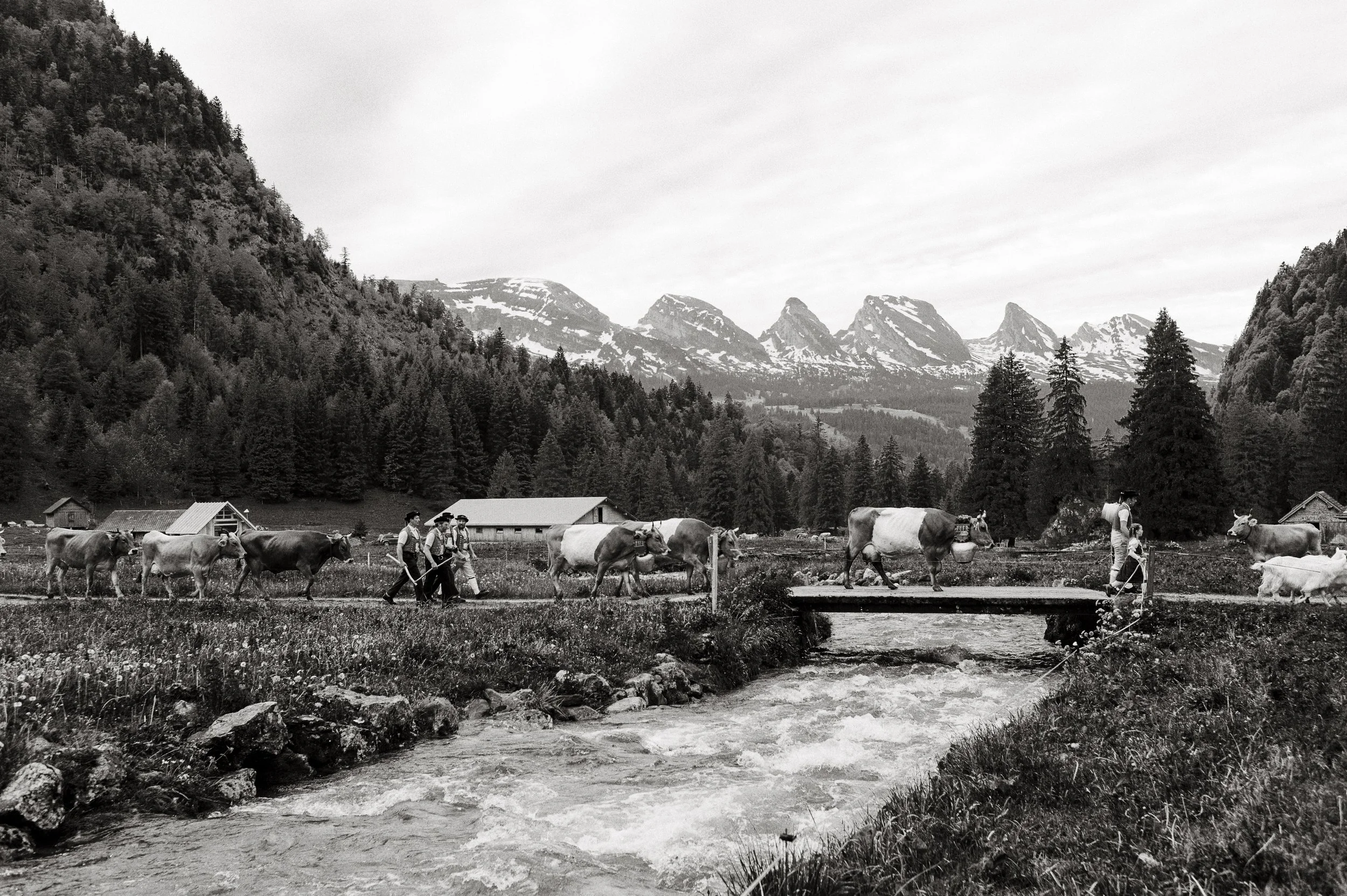 Alpaufzug im Toggenburg. 2012.