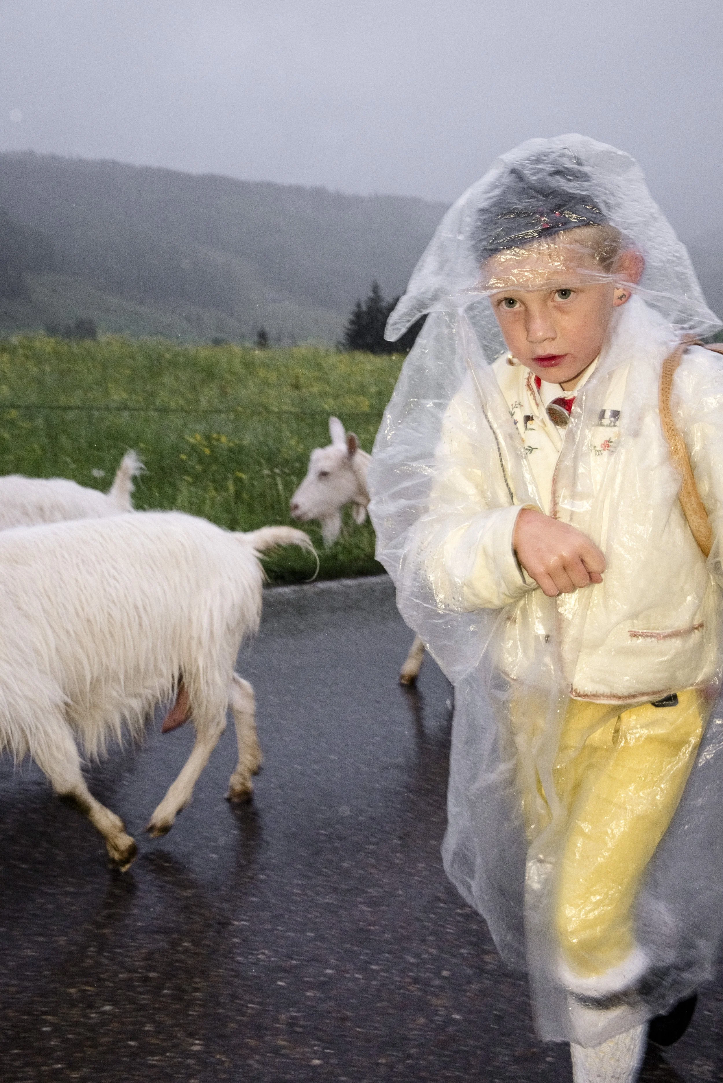 Alpaufzug im Appenzellerland. 2014.