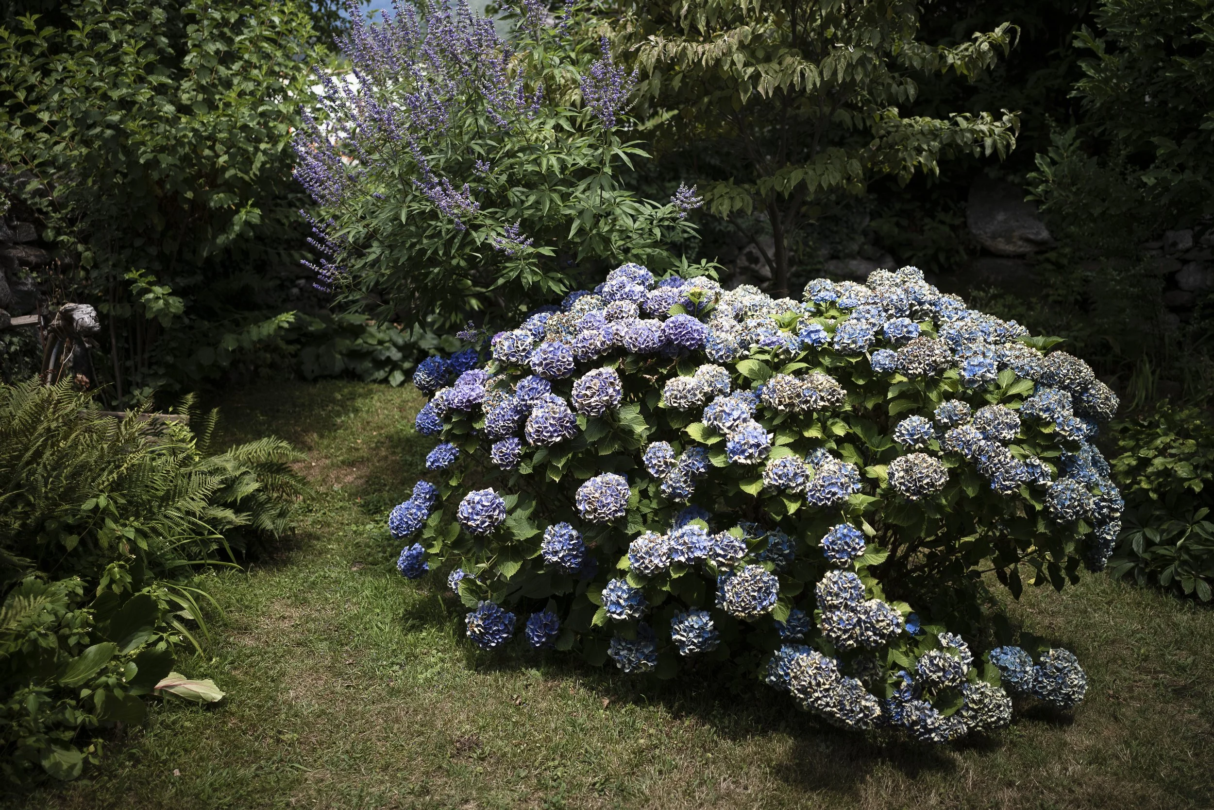 Il miracolo blu. 2018.