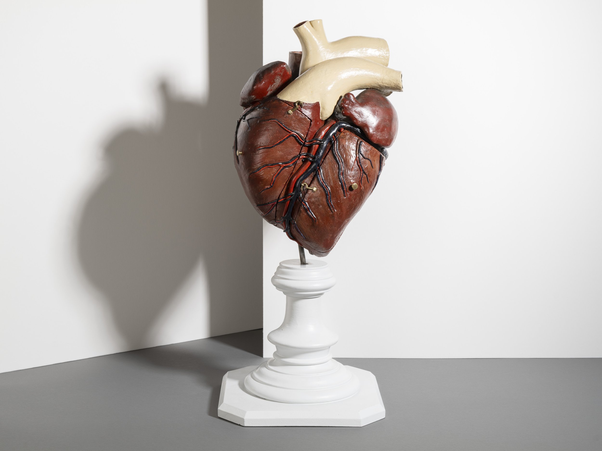Ein Objekt aus der anatomischen Sammlung der Haustiere der ETH Zürich. 2024.