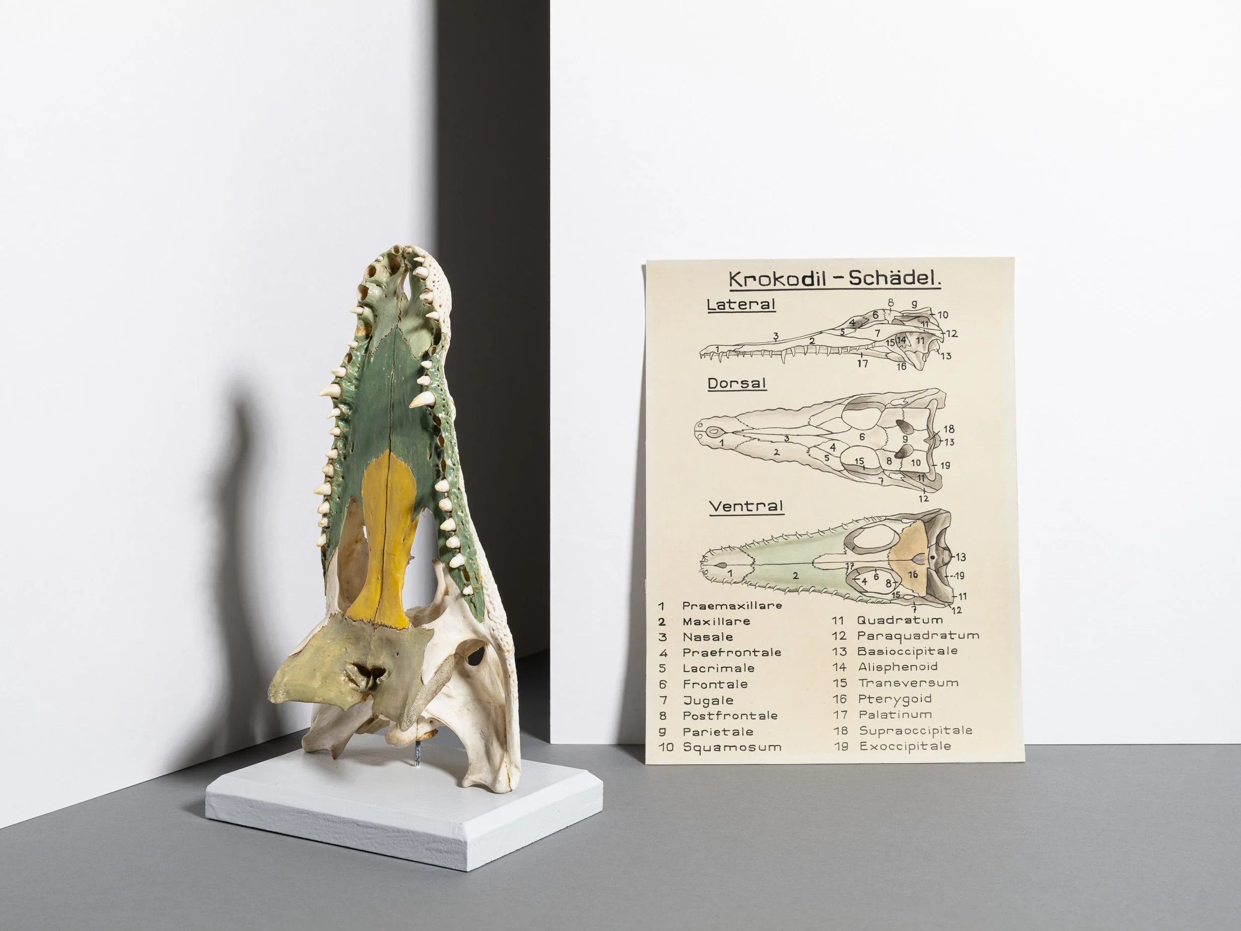 Ein Objekt aus der zoologischen Sammlung der ETH Zürich. 2024.