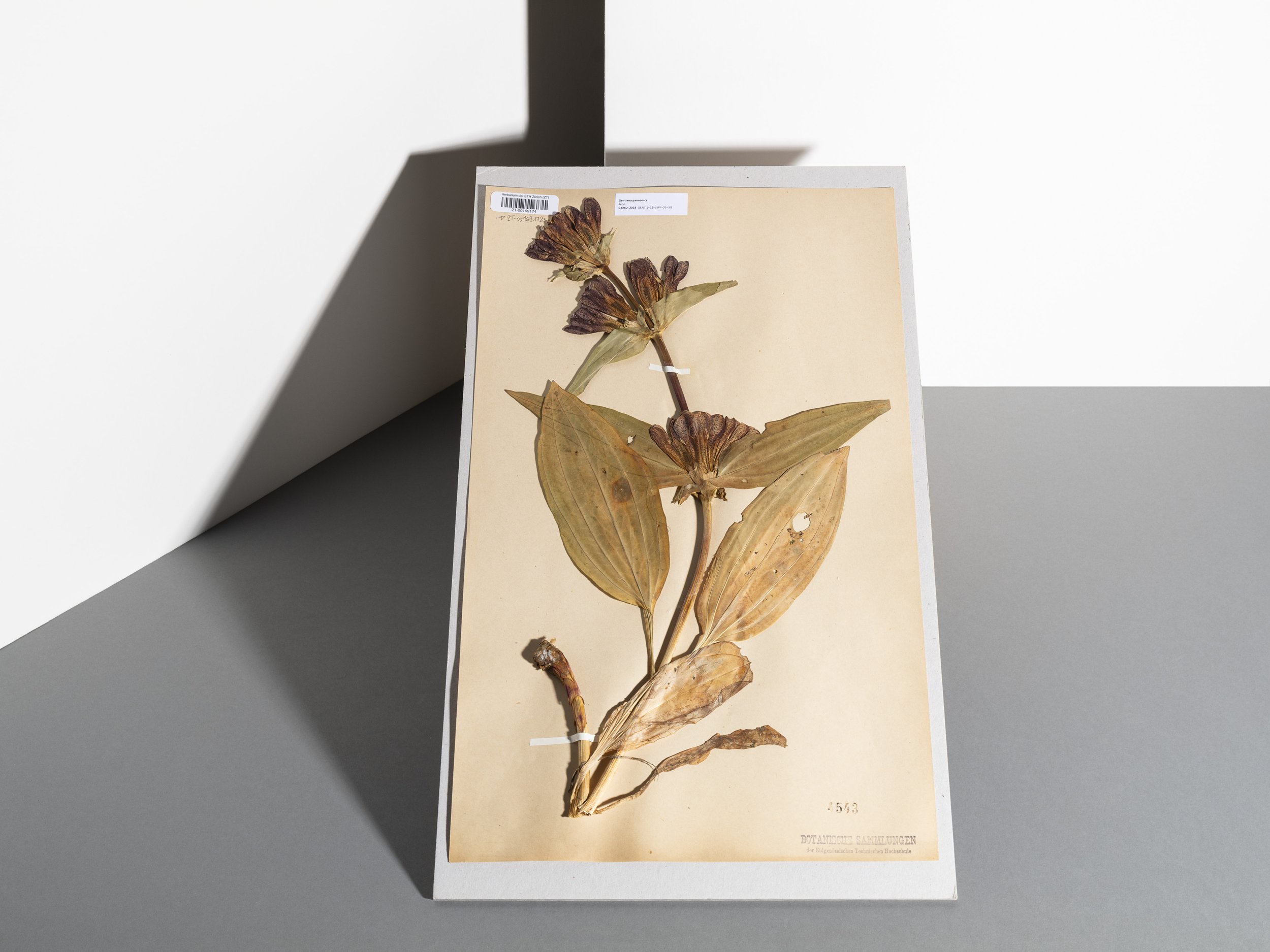 Ein Objekt aus dem Herbarium der ETH Zürich. 2024.