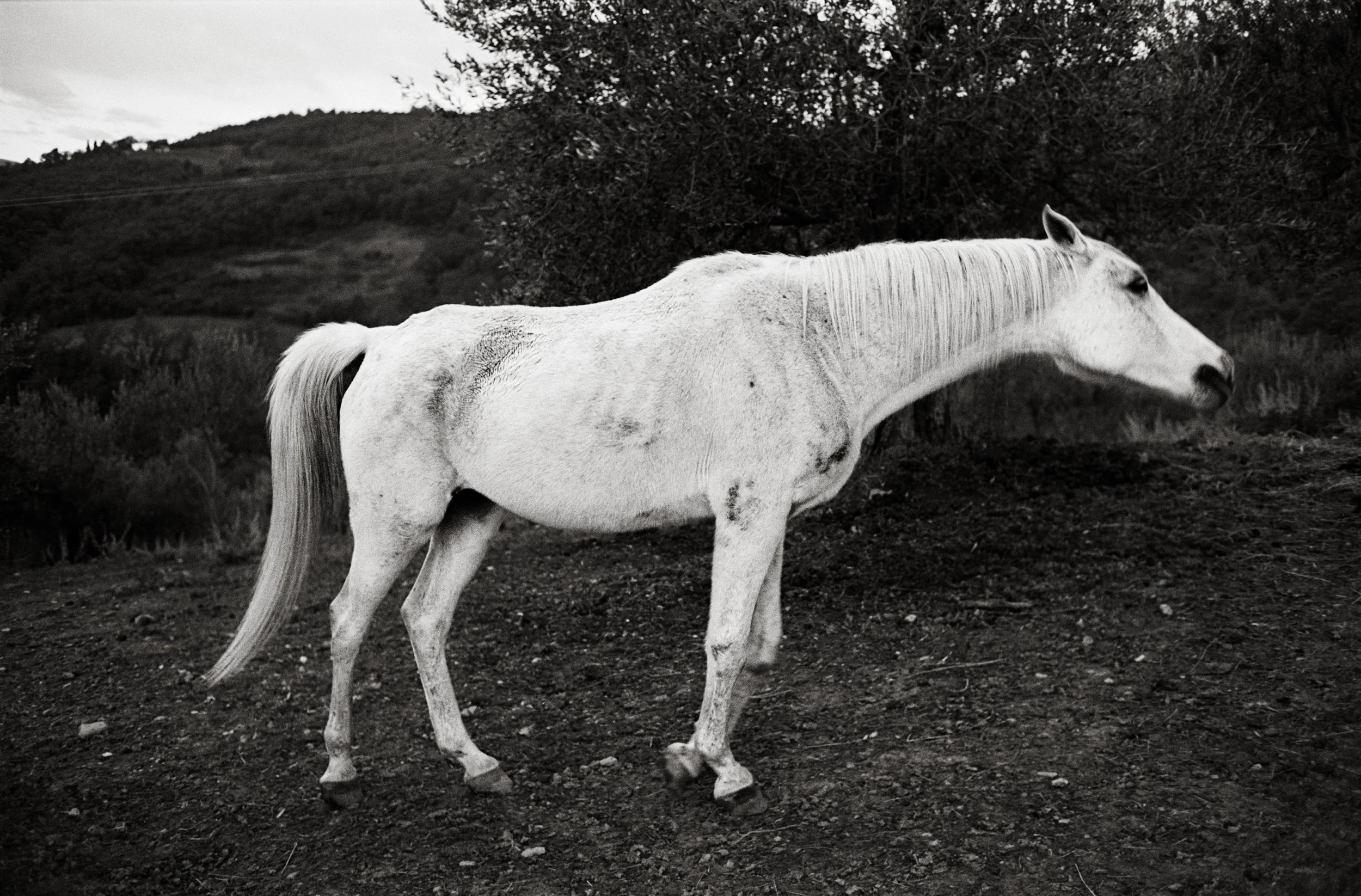 Das Pferd. 2014. 80 x 120 cm. Silbergelatine Barytabzug.