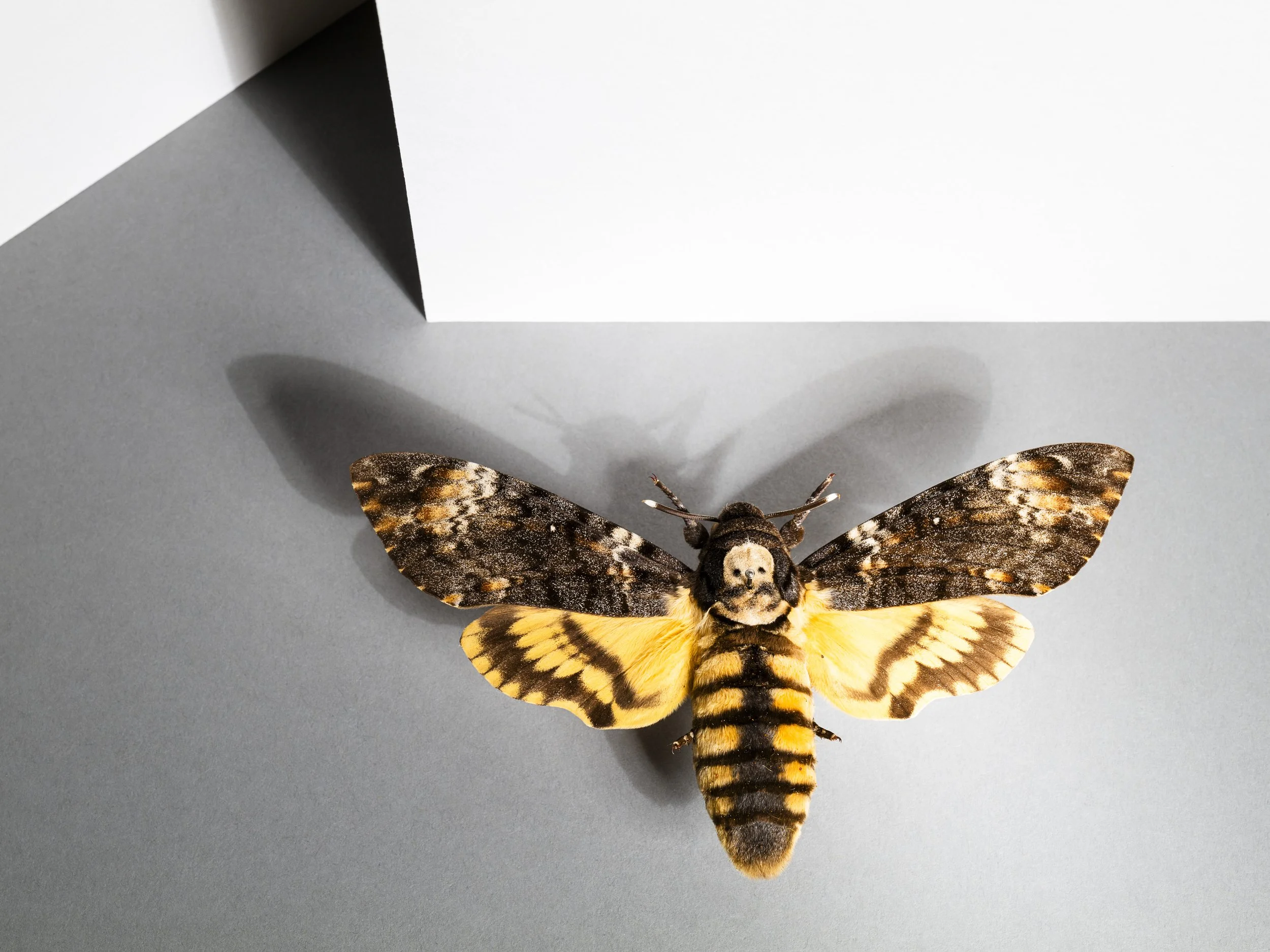 Ein Objekt aus der entomologischen Sammlung der ETH Zürich. 2024.