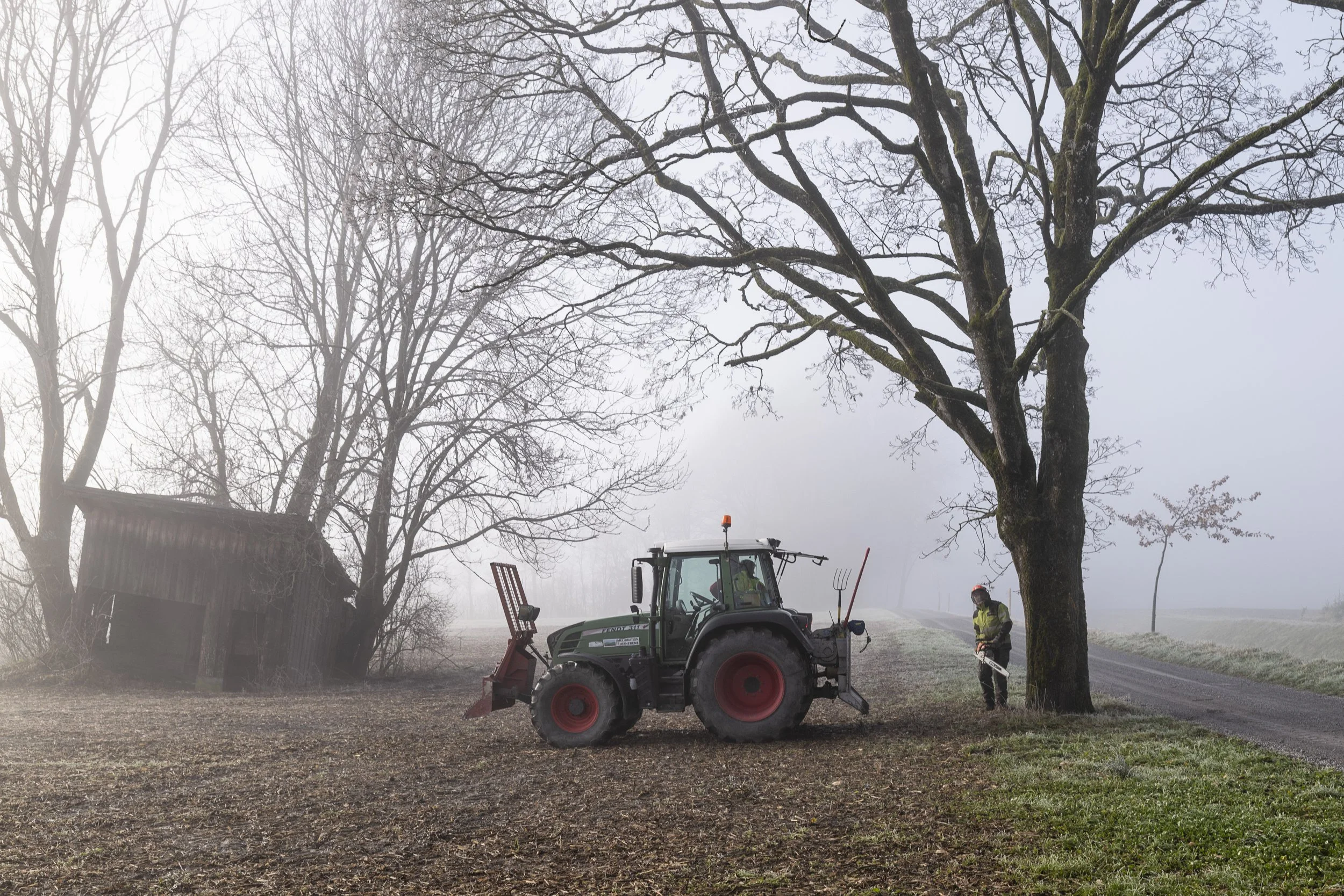 Holzfällen im Riet. 2025