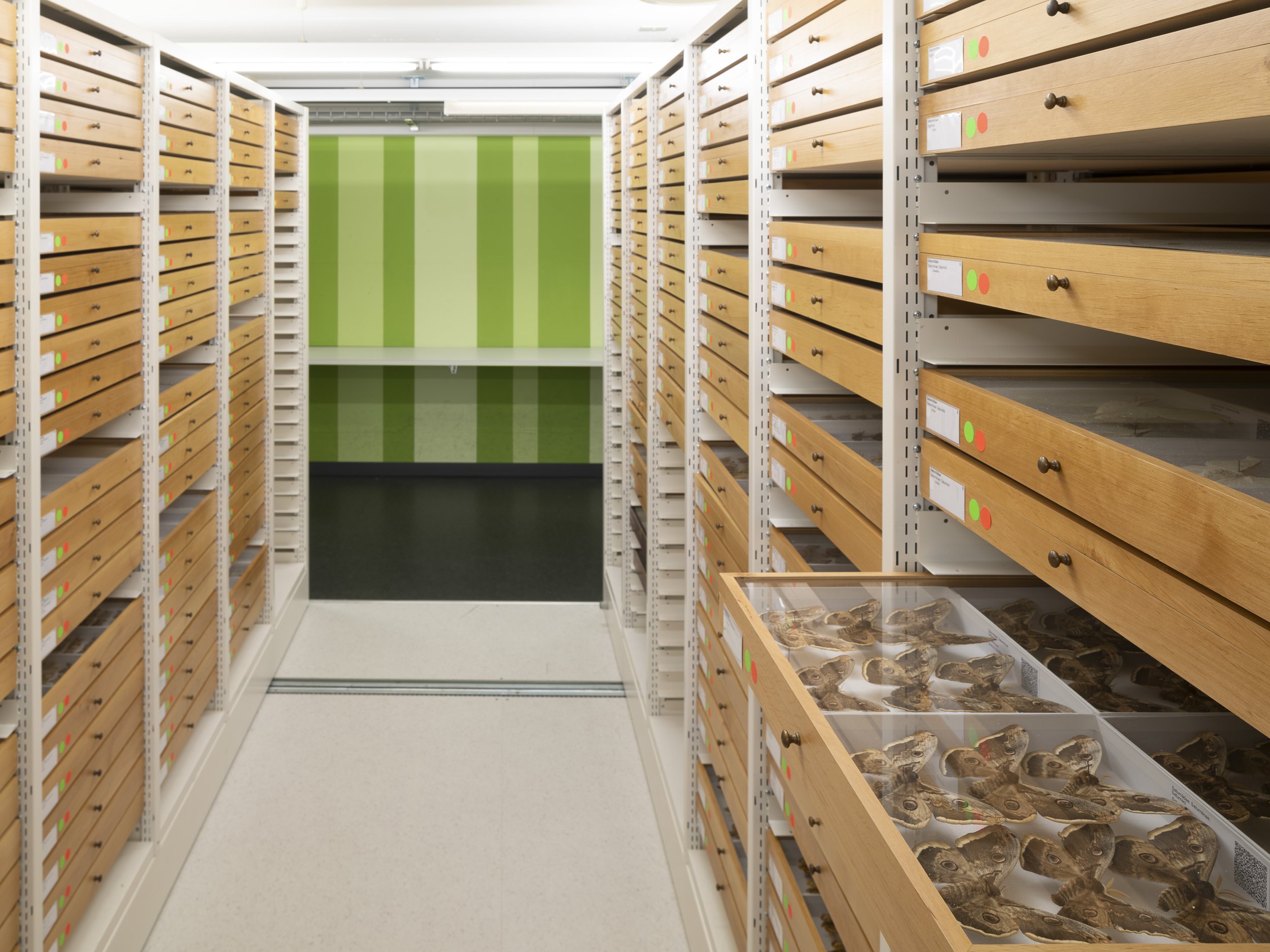 Entomologische Sammlung der ETH Zürich. 2024.