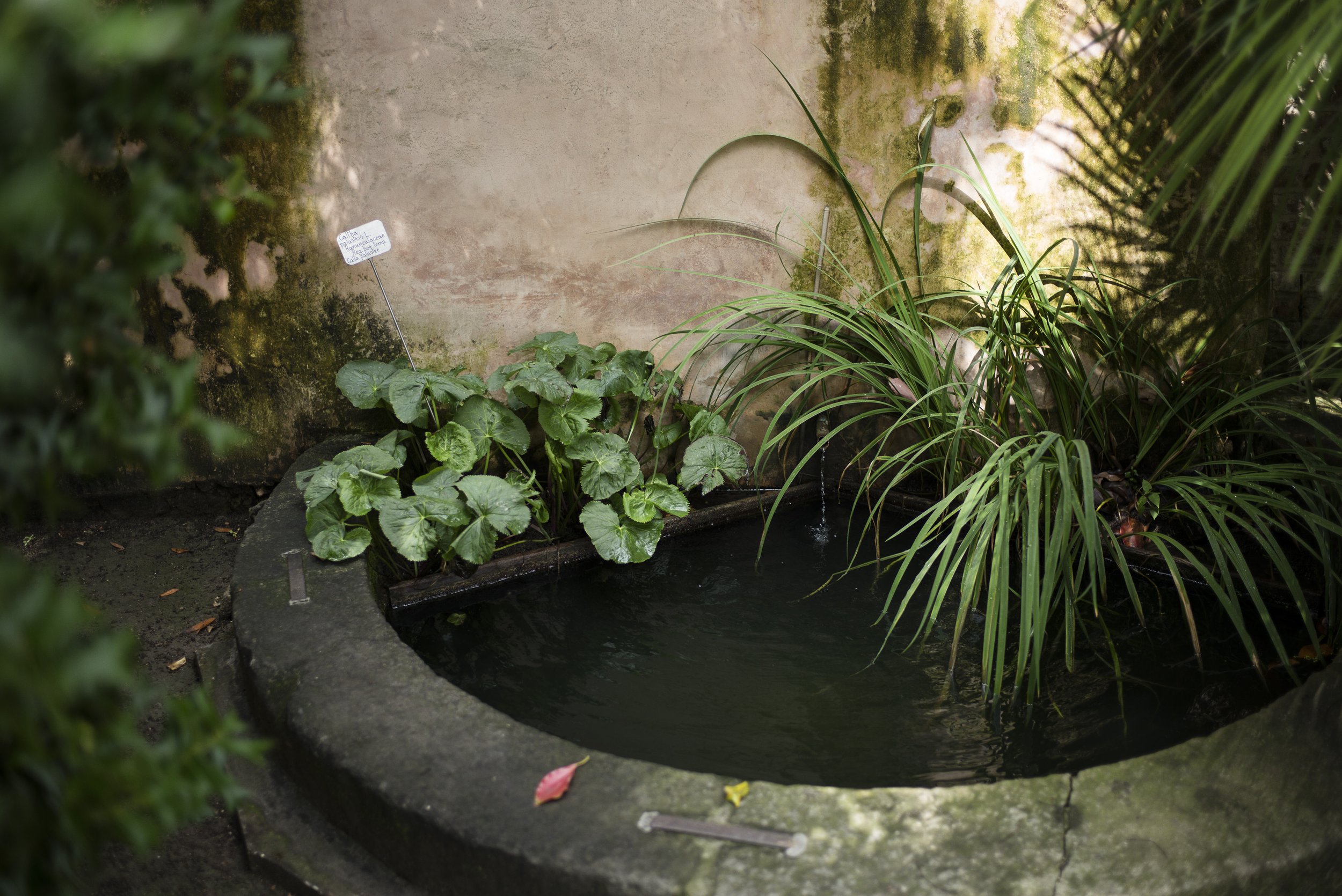 Orto botanico Padova. 2016.