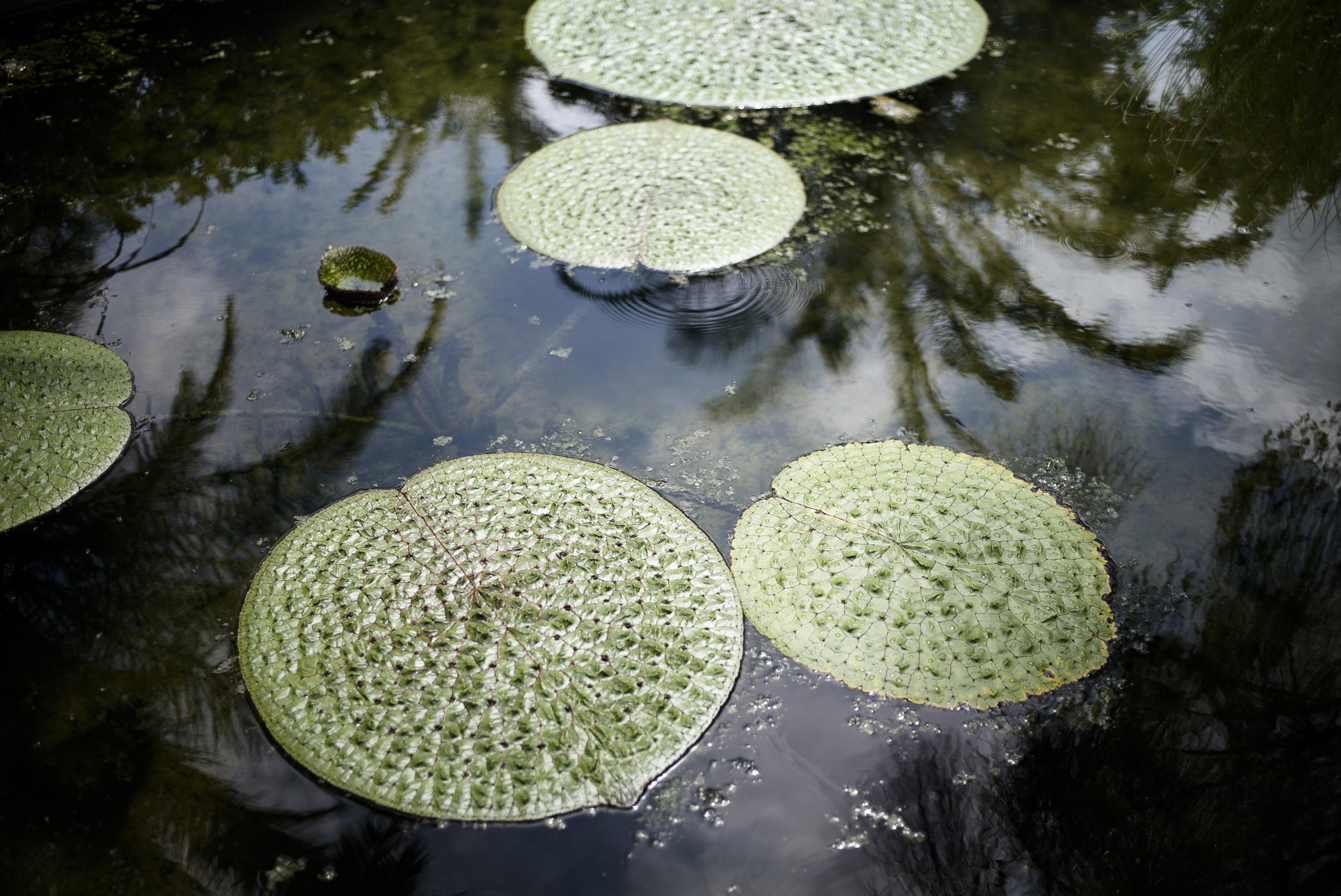 Orto botanico Padova. 2016.