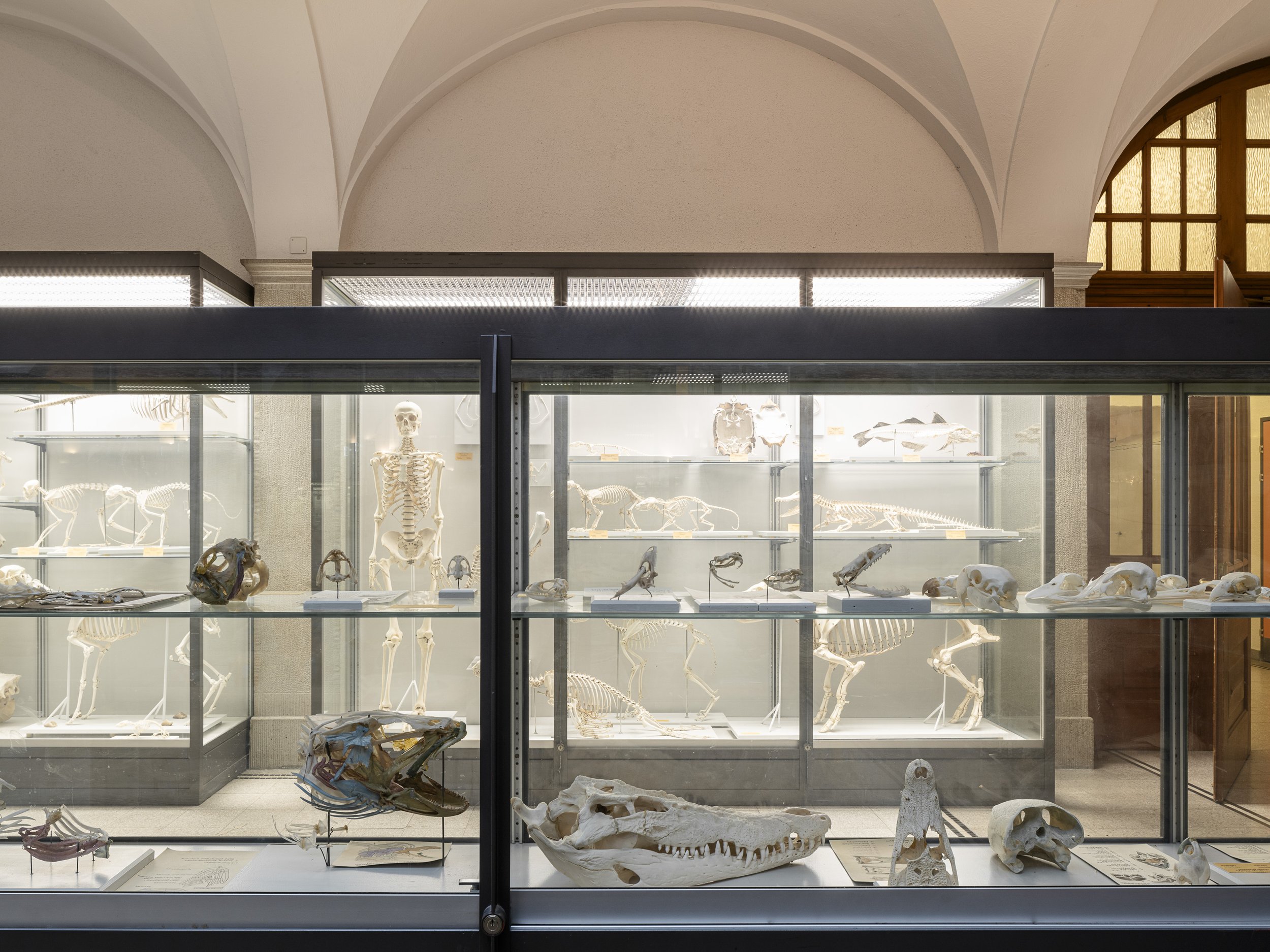 Zoologische Sammlung der ETH Zürich. 2024.