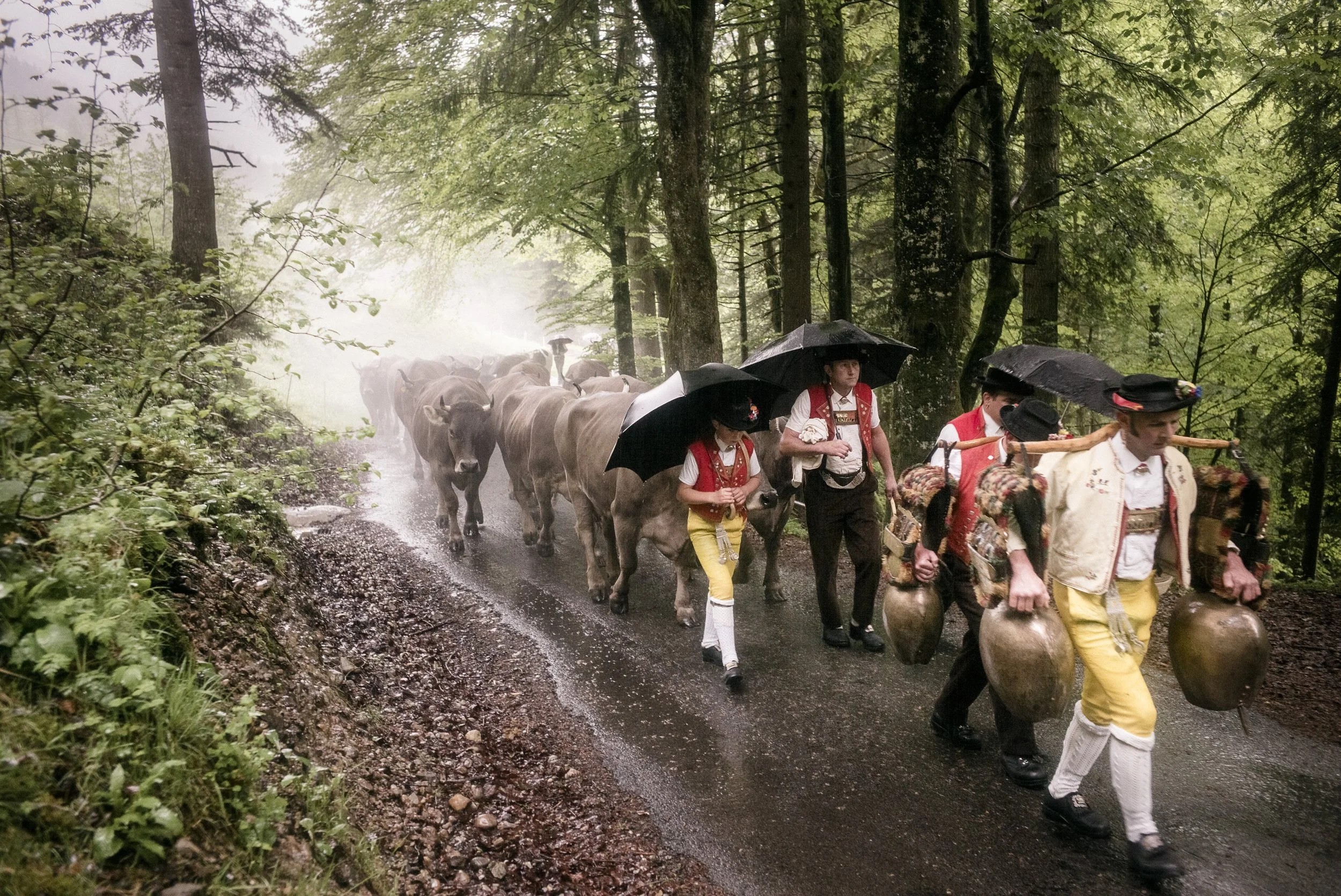 Alpaufzug im Appenzellerland. 2014.