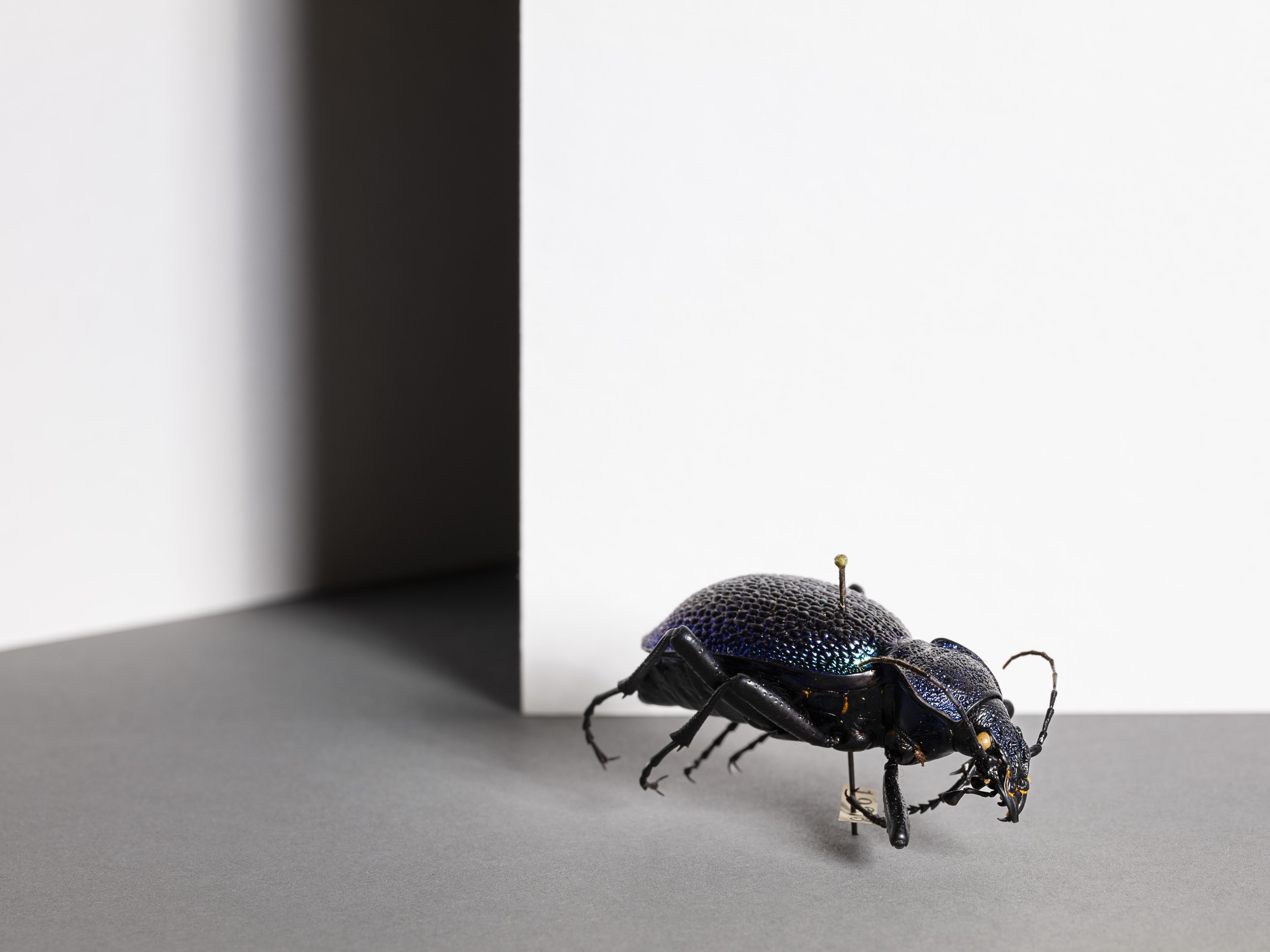 Ein Objekt aus der entomologischen Sammlung der ETH Zürich. 2024.