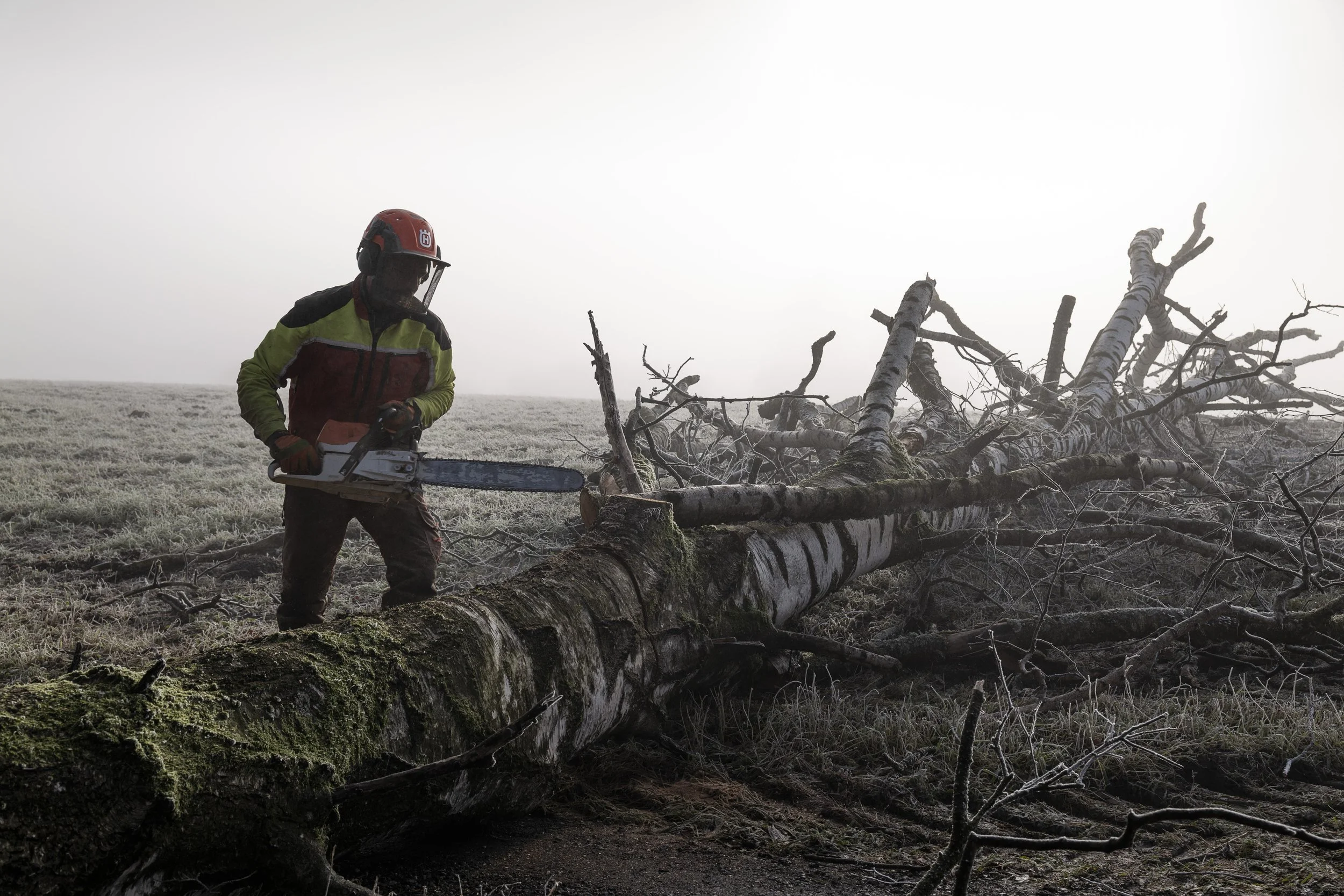 Holzfällen im Riet. 2025