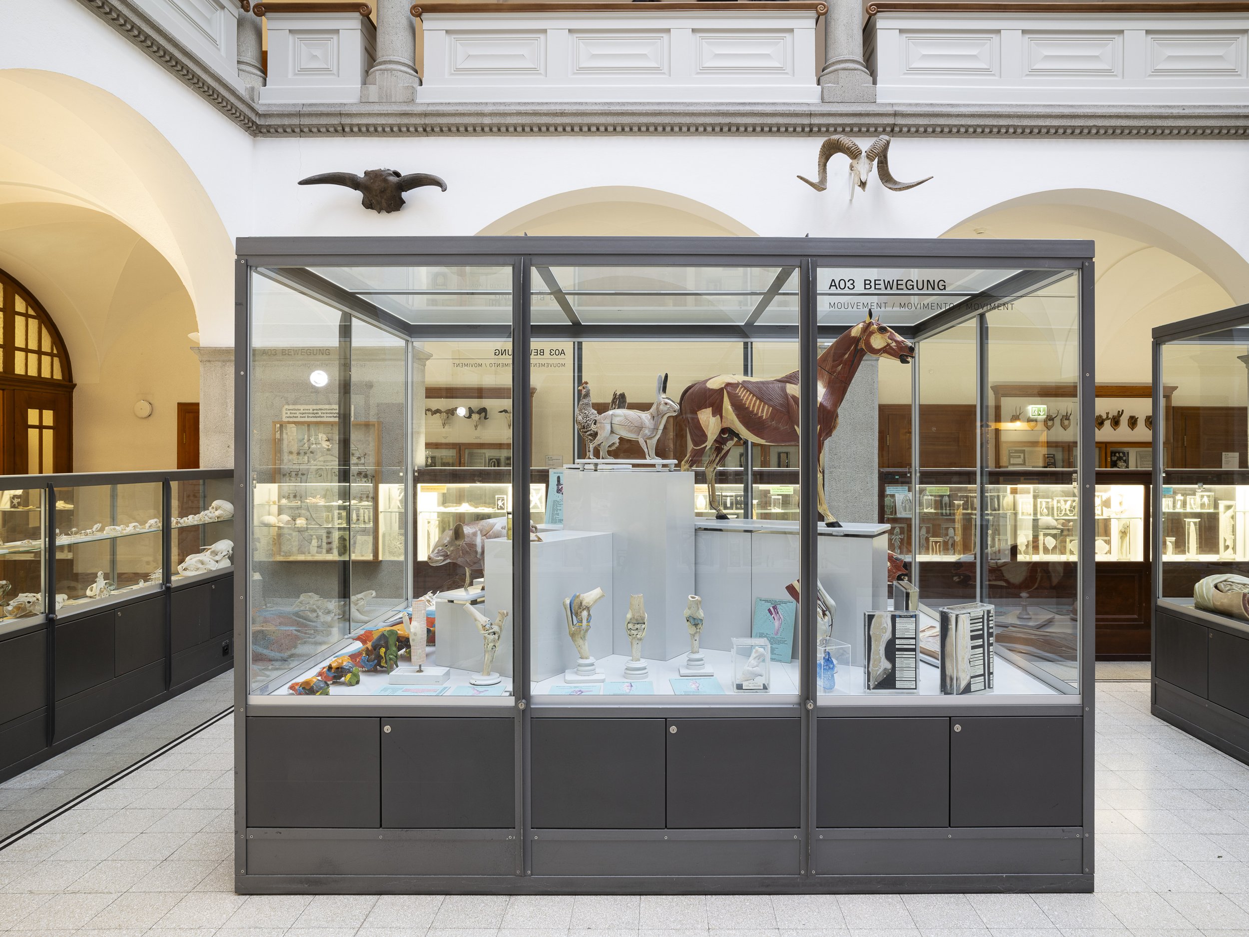 Anatomische Sammlung der Haustiere der ETH Zürich. 2024.