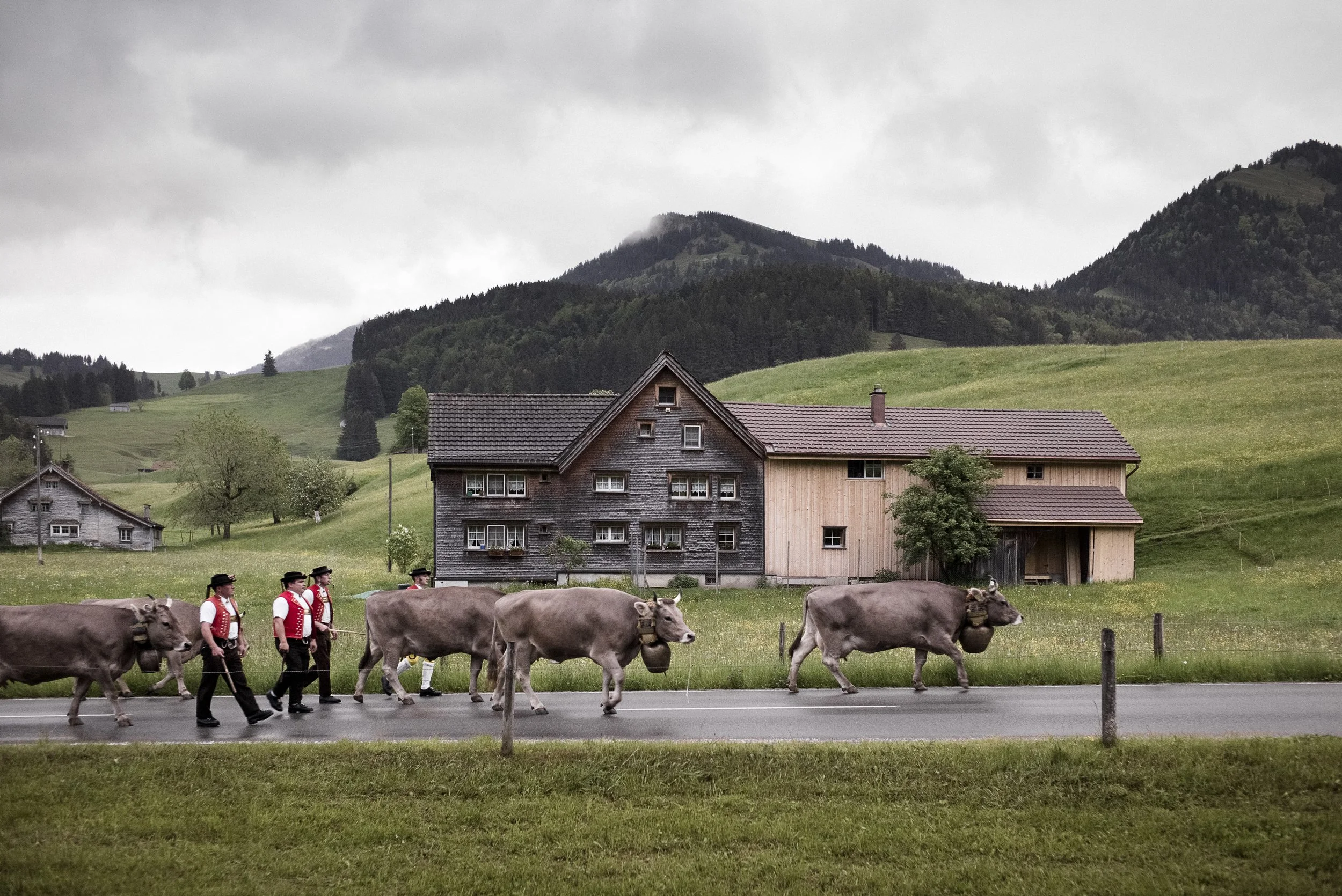Alpaufzug im Appenzellerland###