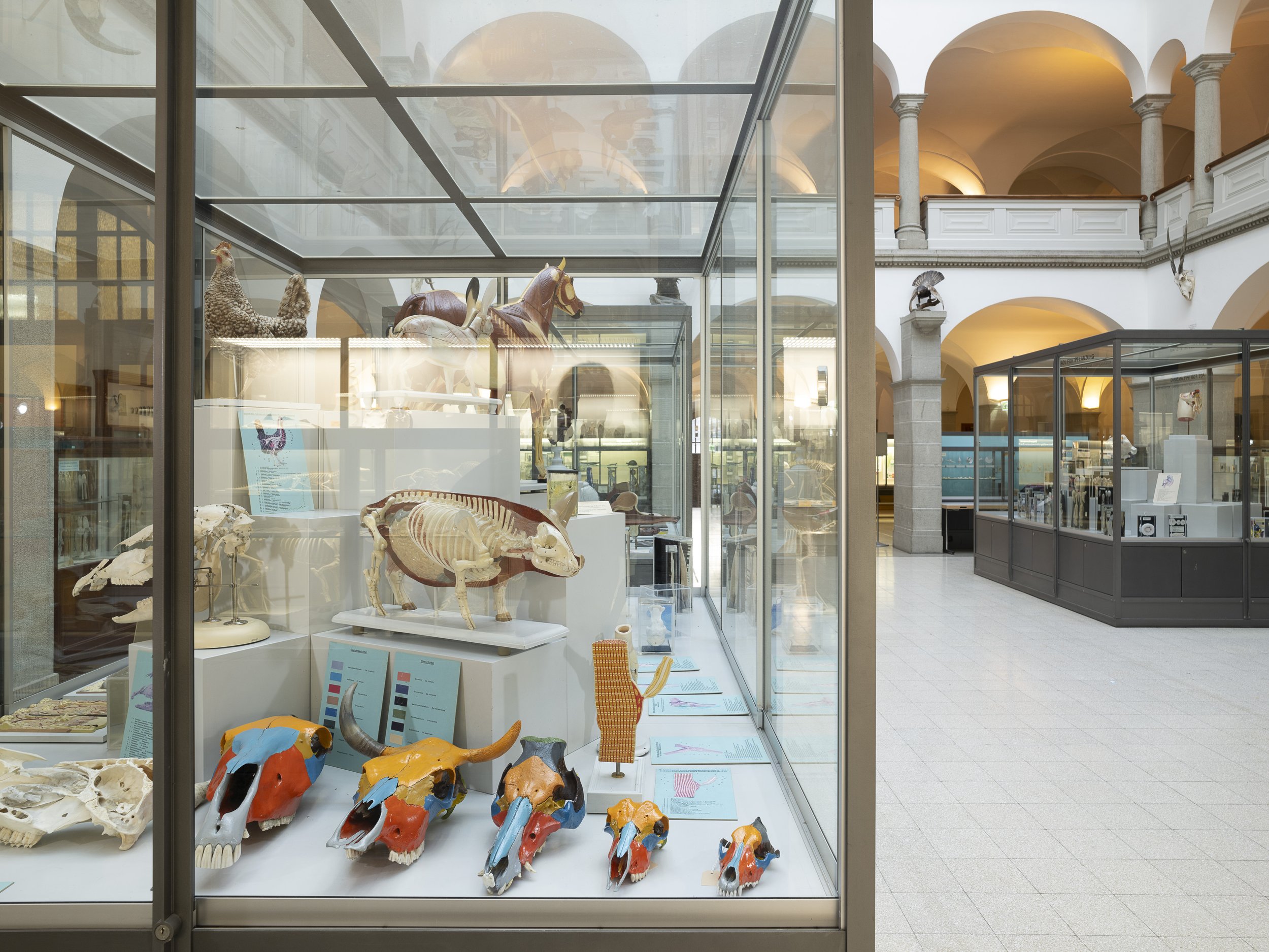 Anatomische Sammlung der Haustiere der ETH Zürich. 2024.