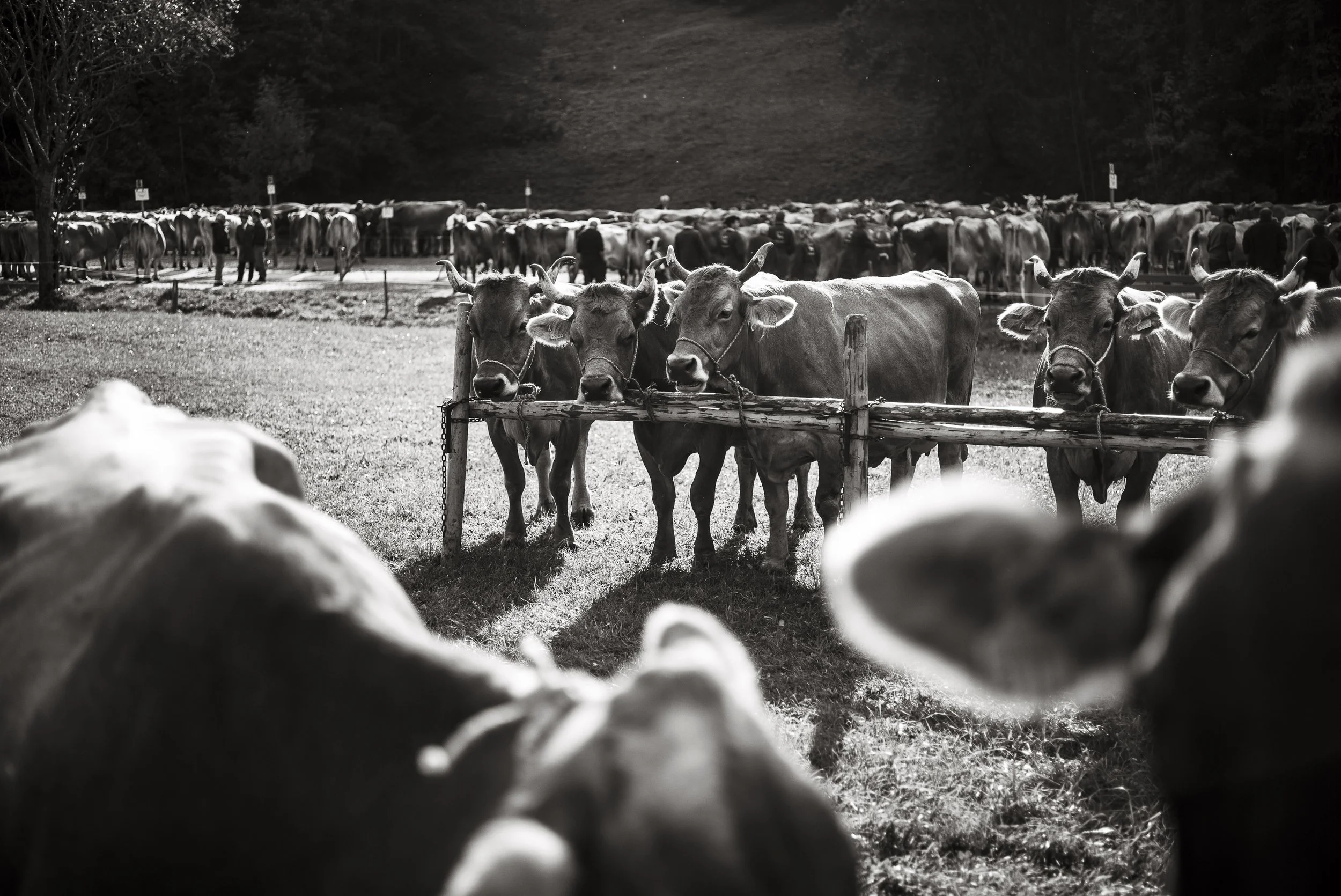 Viehschau in Alt St. Johann. 2015.