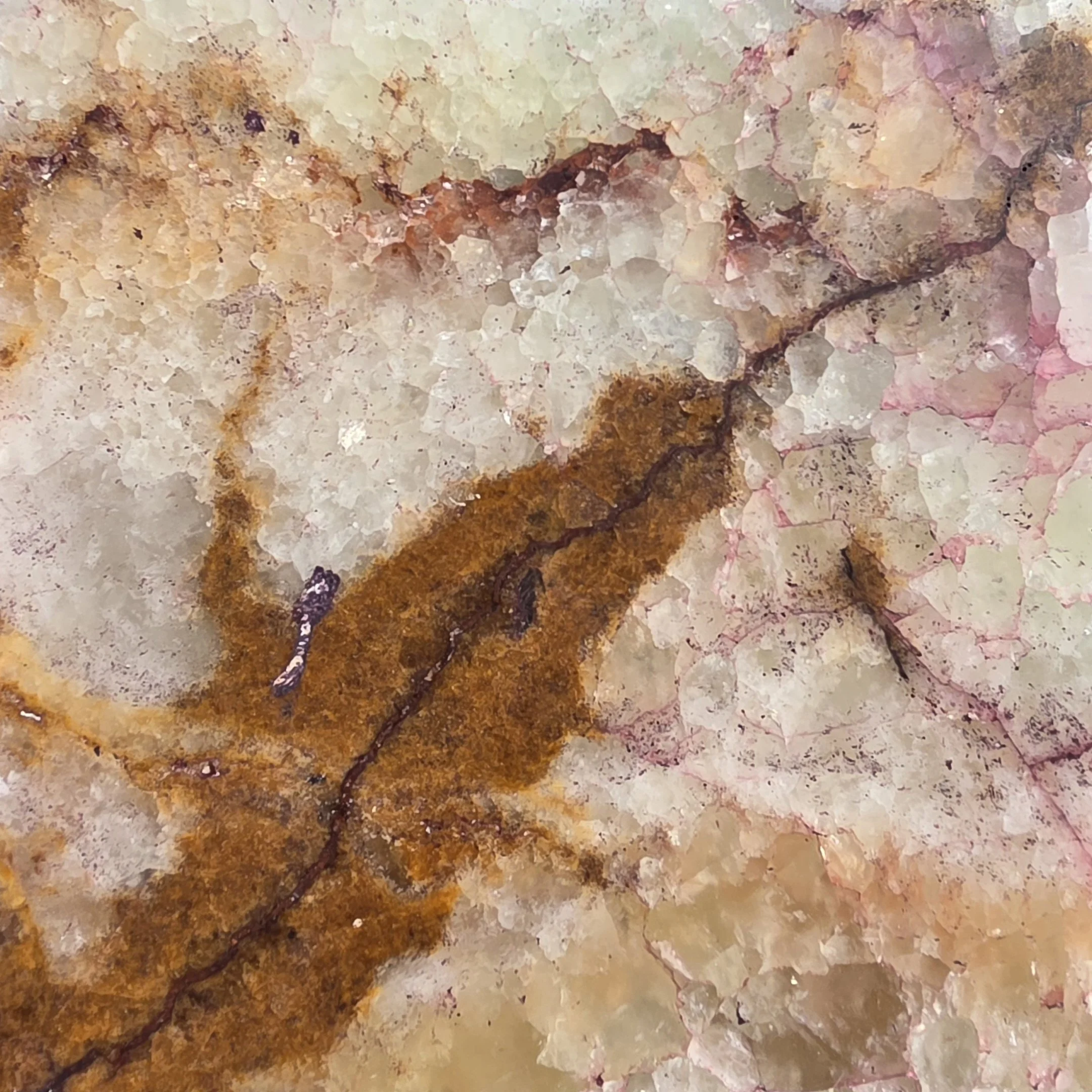 Close-up of an Onyx.