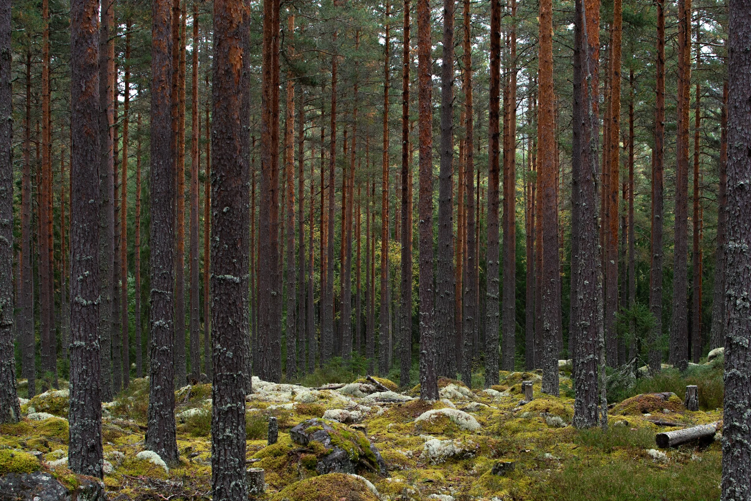 Uten tittel (Tjura #2).jpg