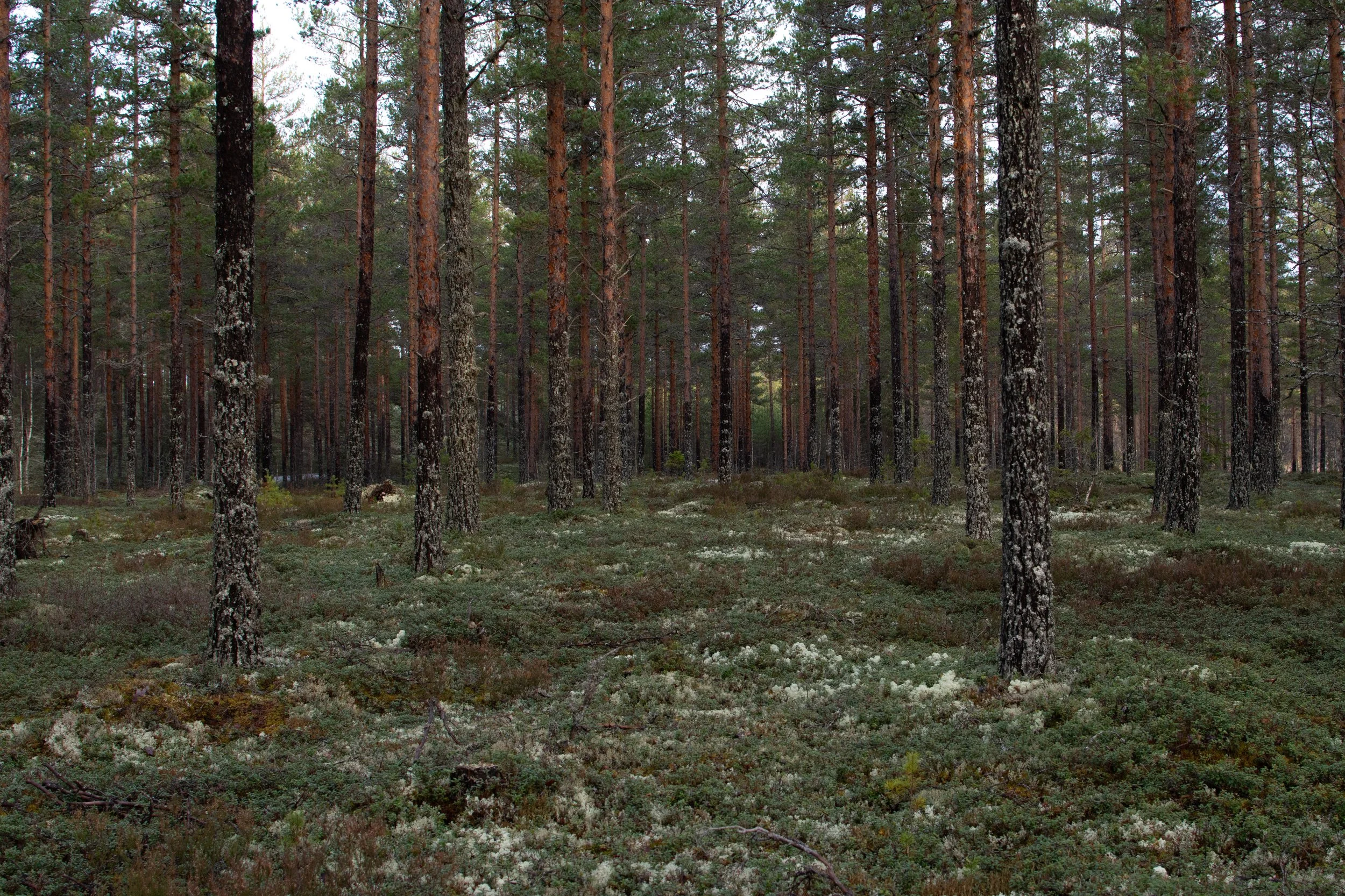 Uten tittel (Rotnedalen #3).jpg