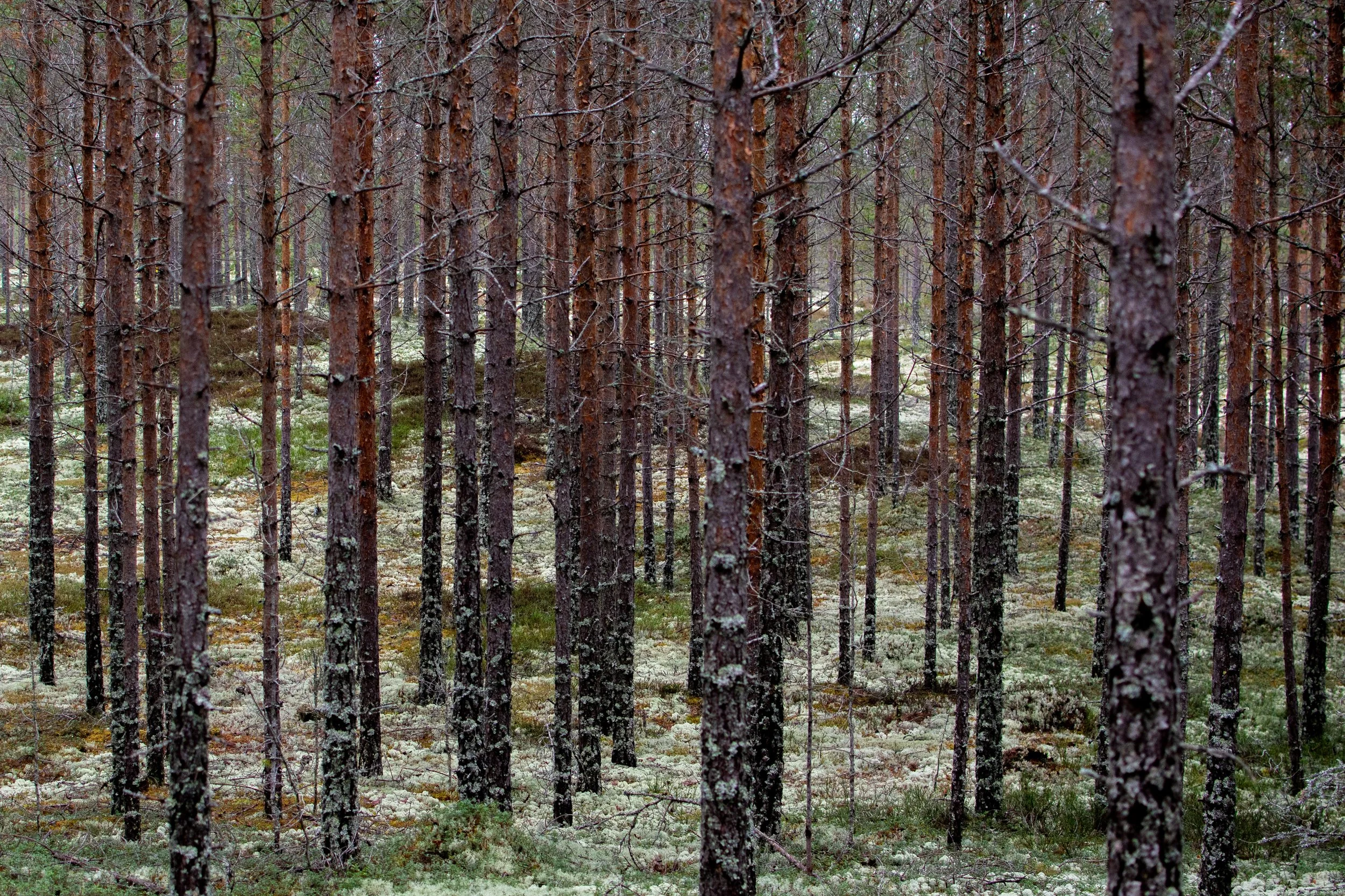 Uten tittel (Bronkemoen #2).jpg