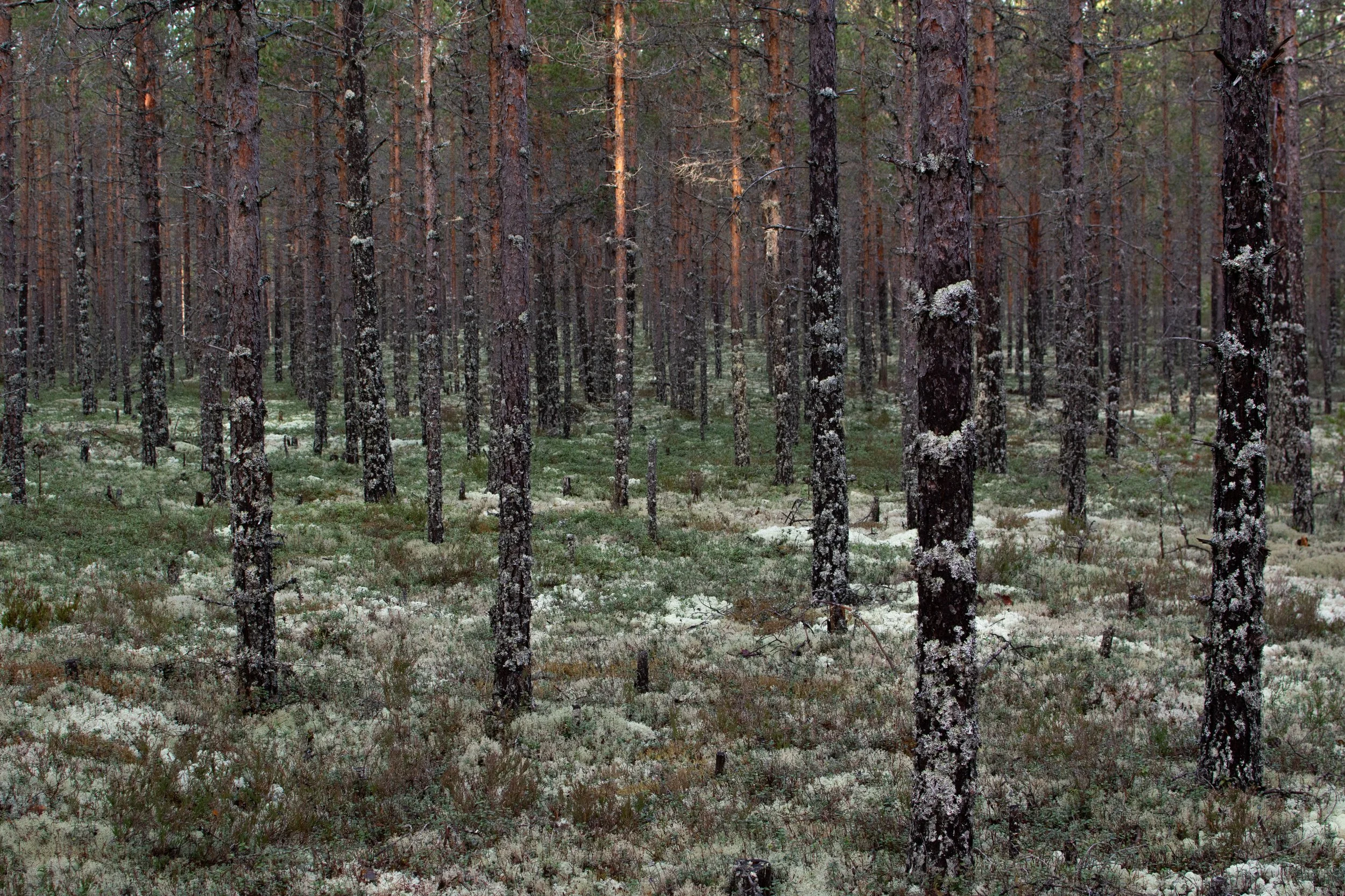 Uten tittel (Rotnedalen #2).jpg