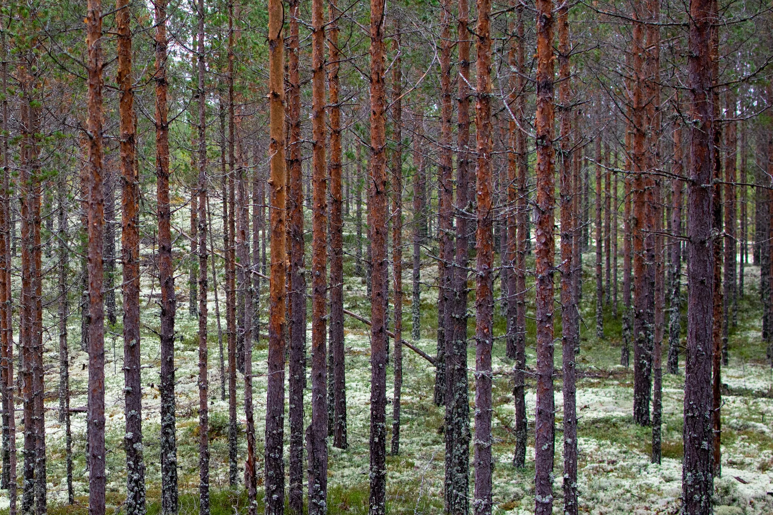 Uten tittel (Bronkemoen #1).jpg