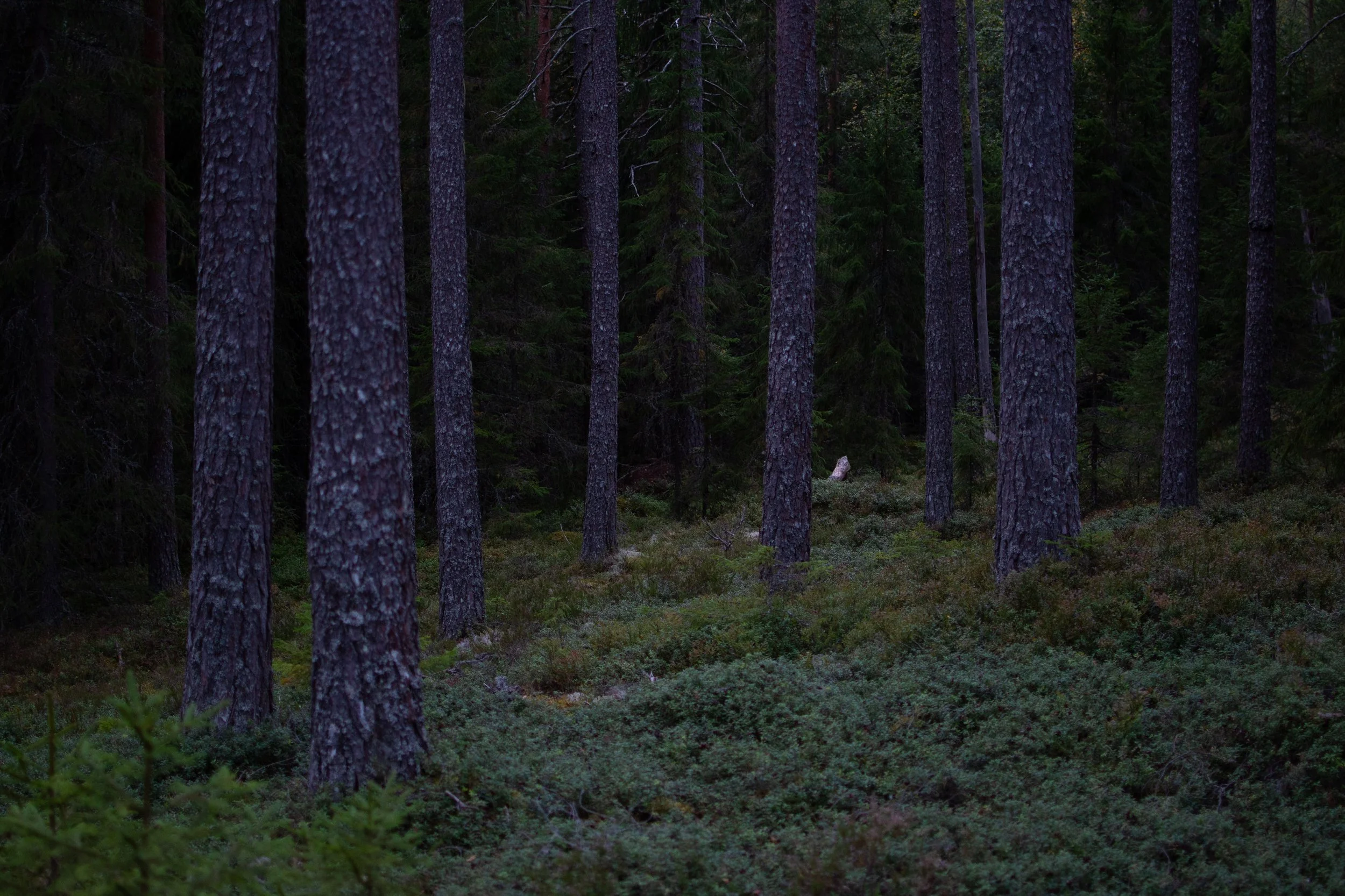 Uten tittel (Storberget _2).jpg