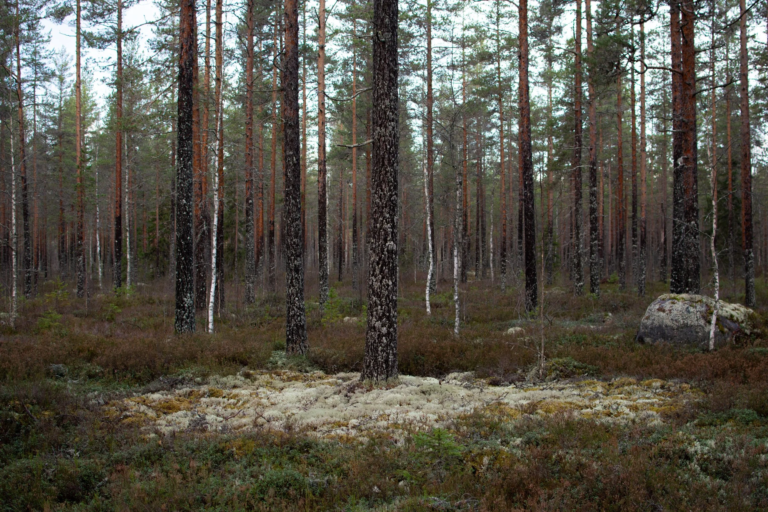 Uten tittel (Rotnedalen #1).jpg