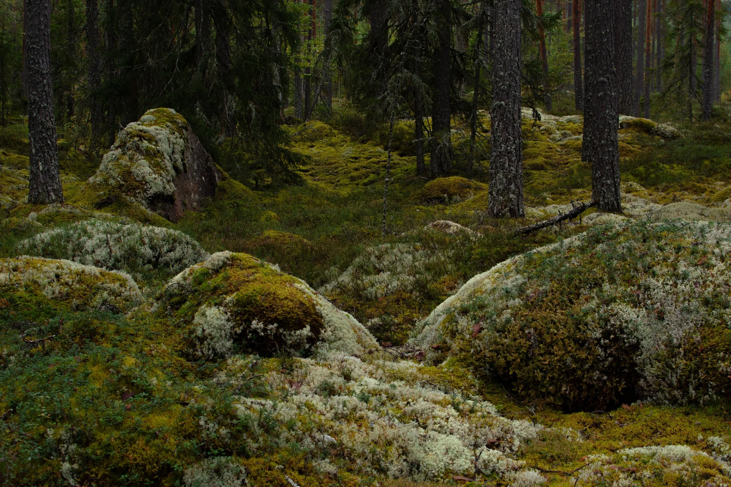 Uten tittel (Tjura #1).jpg