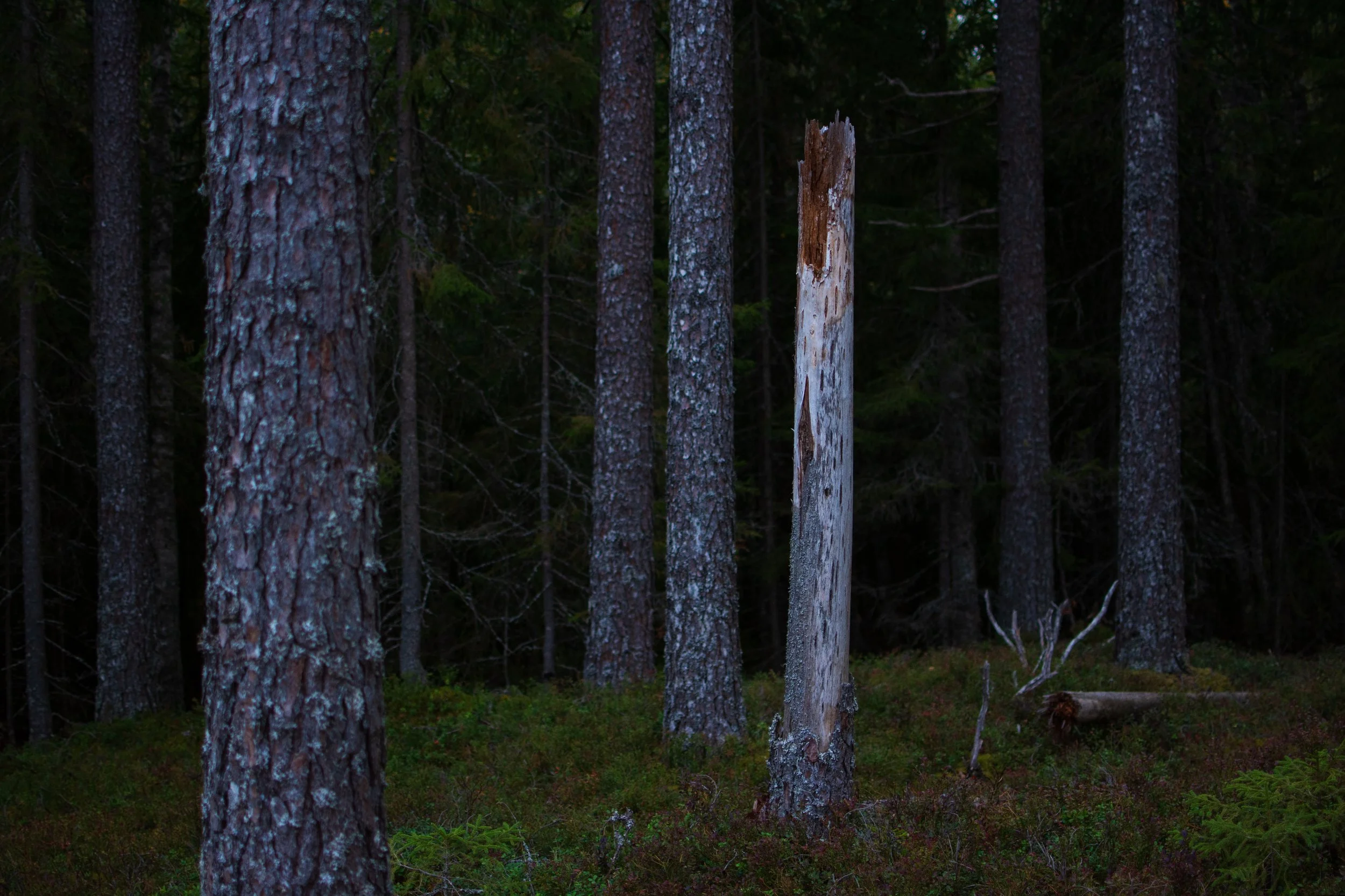 Uten tittel (Storberget _1).jpg