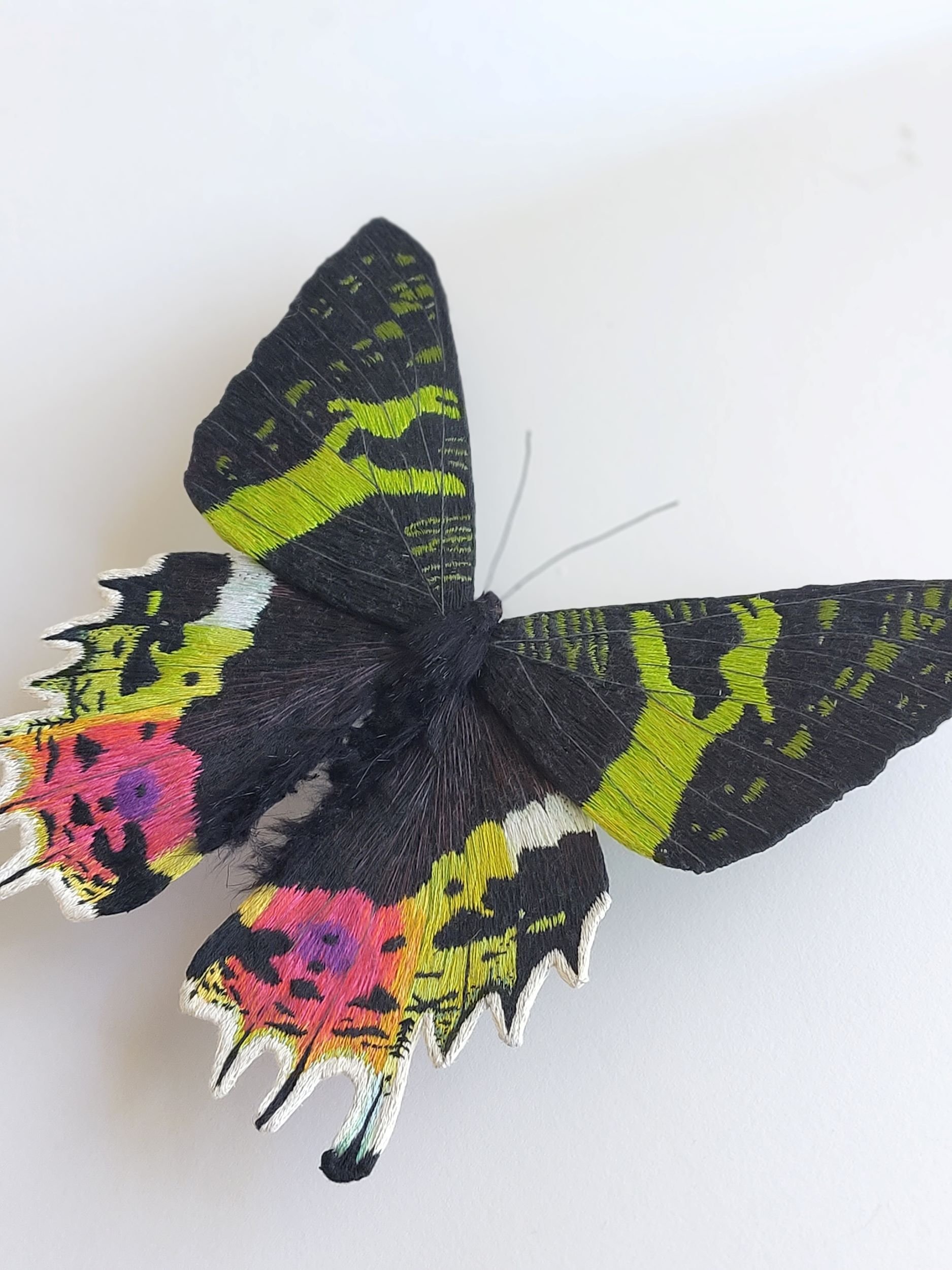 Madagascan sunset moth