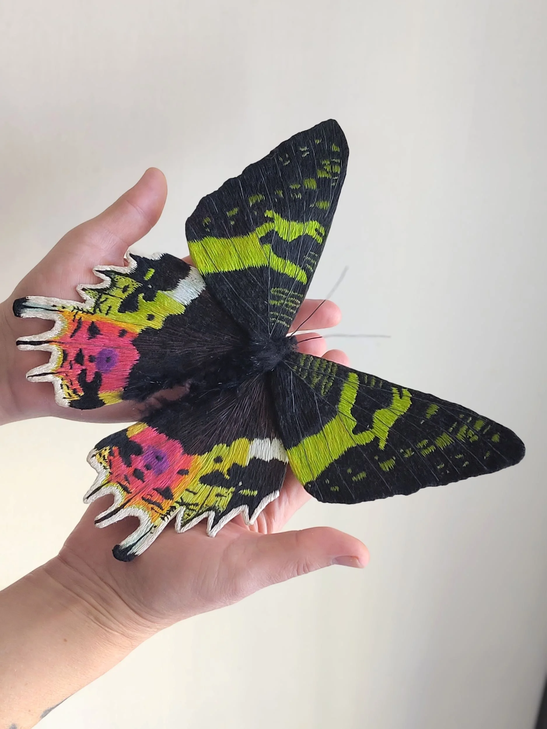 moth5-3jpg.jpg